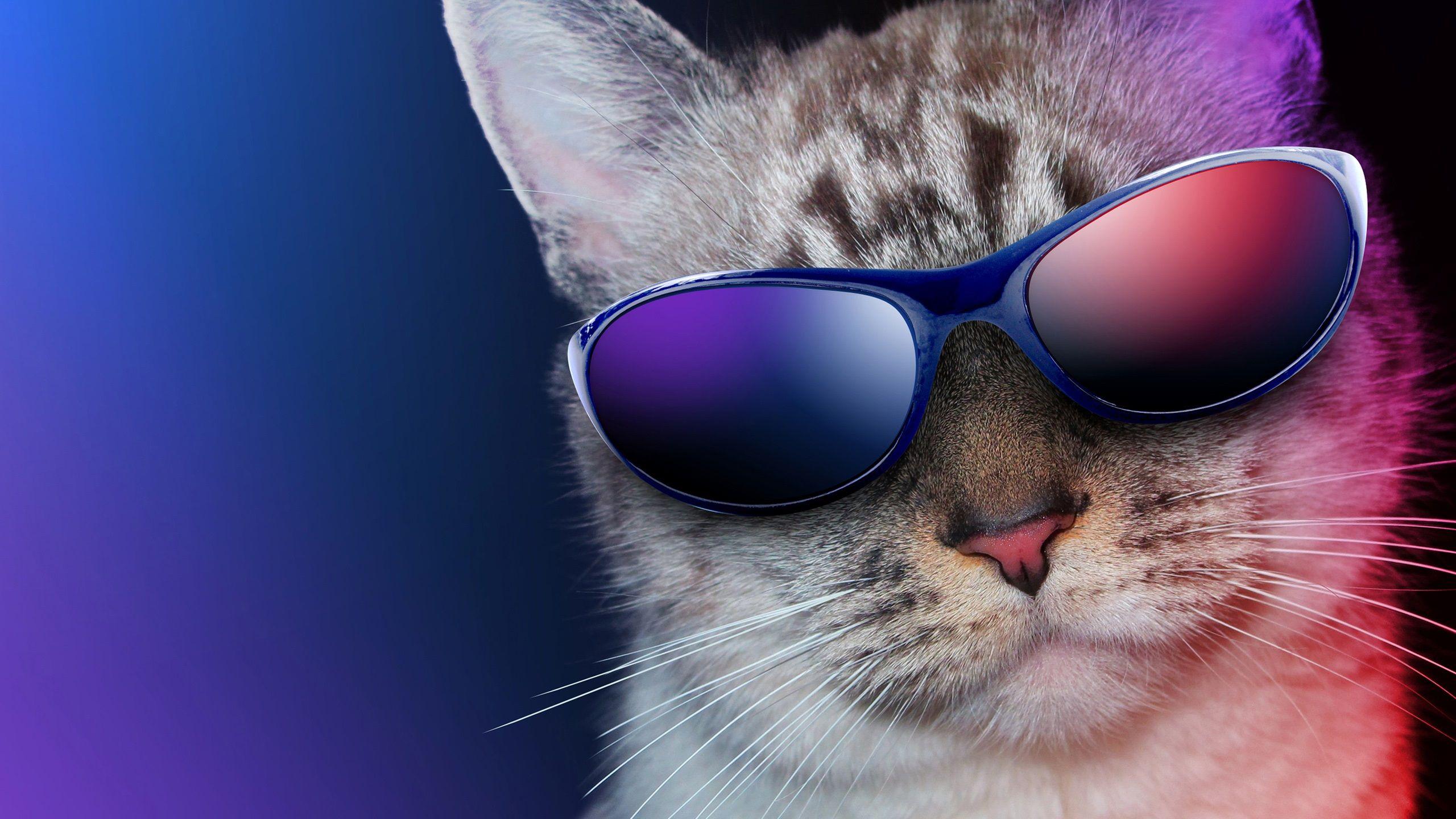 Cat with Glasses HD Wallpapers - Top Free Cat with Glasses HD Backgrounds - WallpaperAccess