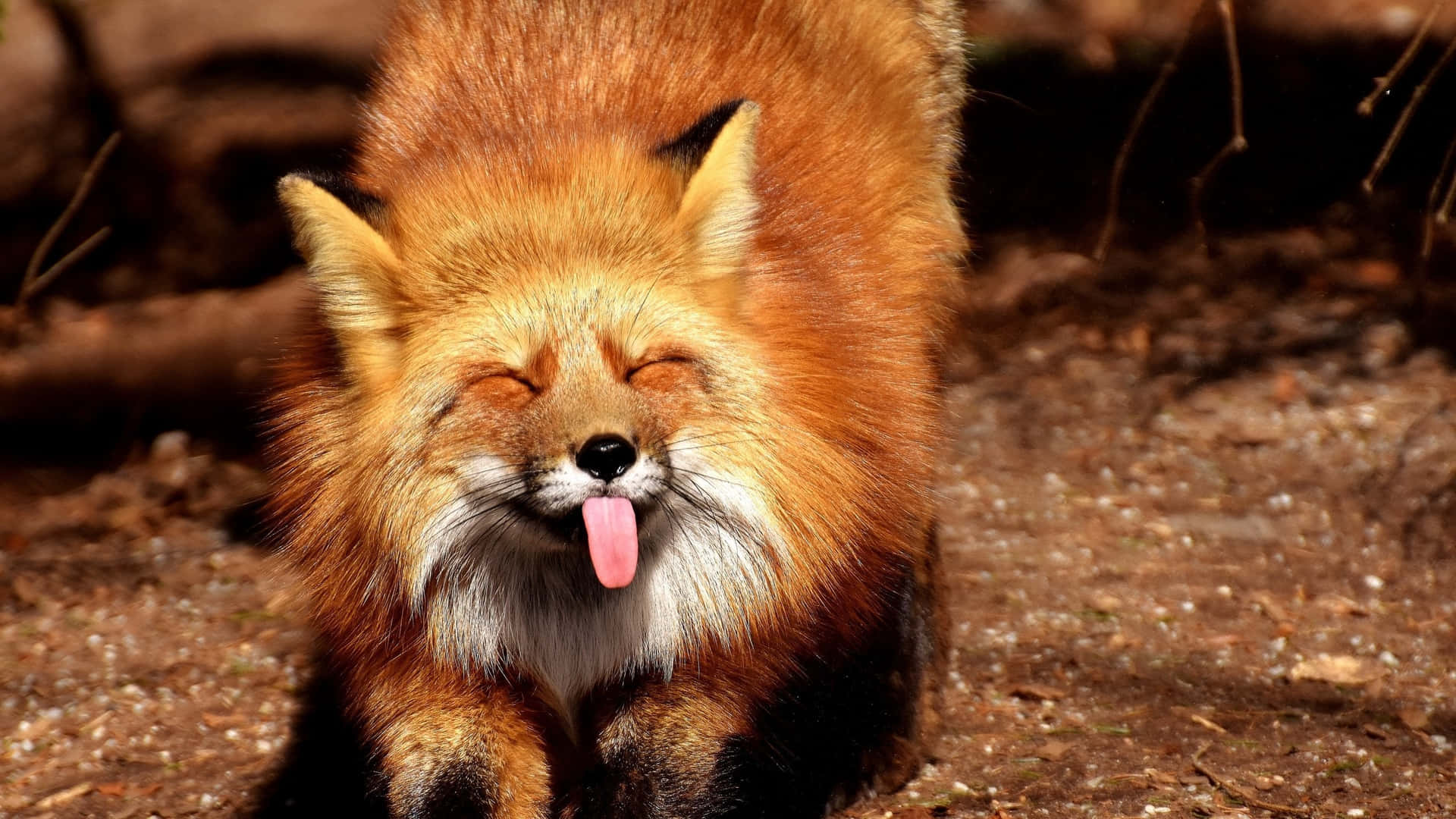 1920x1080 Cool Fox Wallpaper