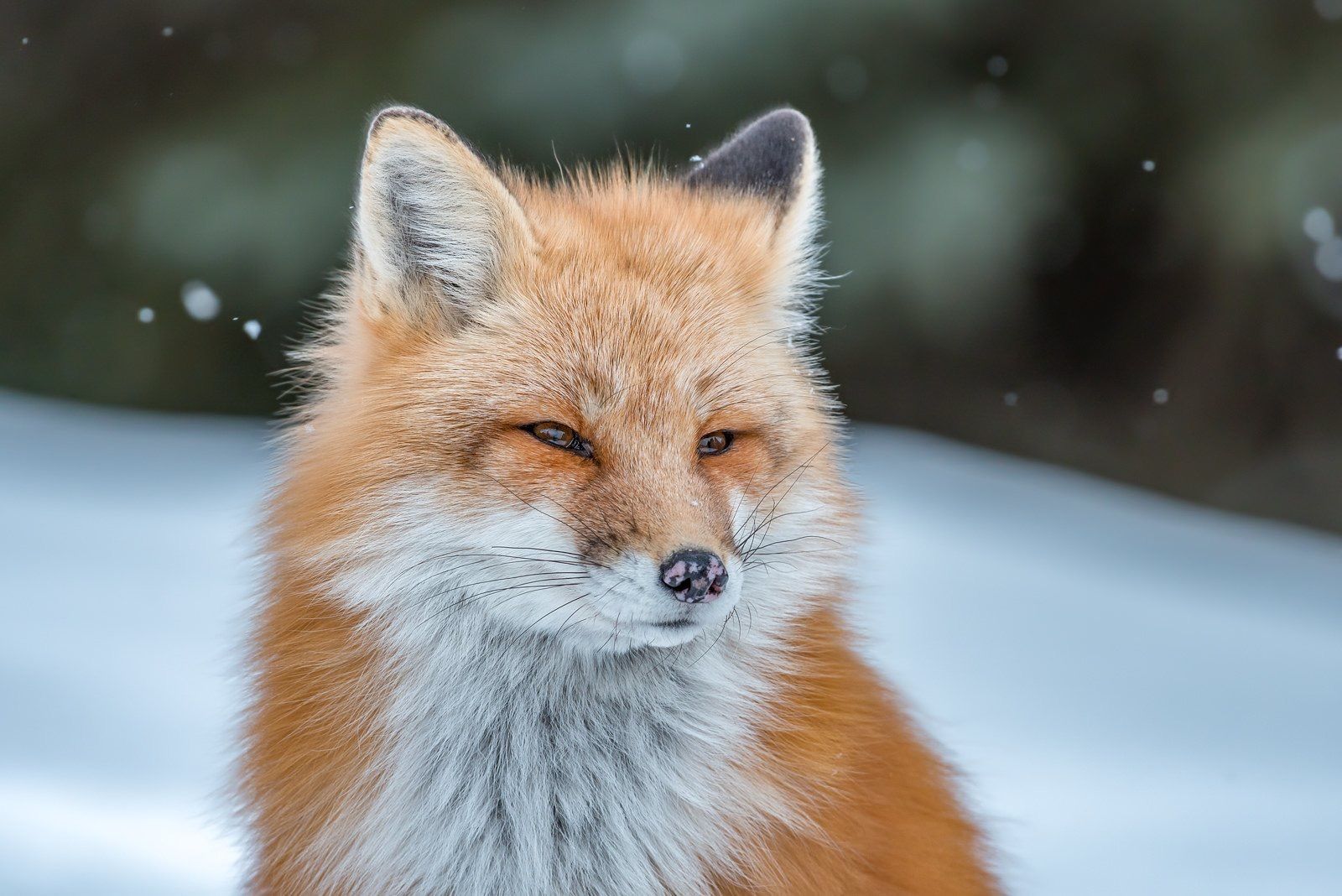 1600x1068 arctic fox