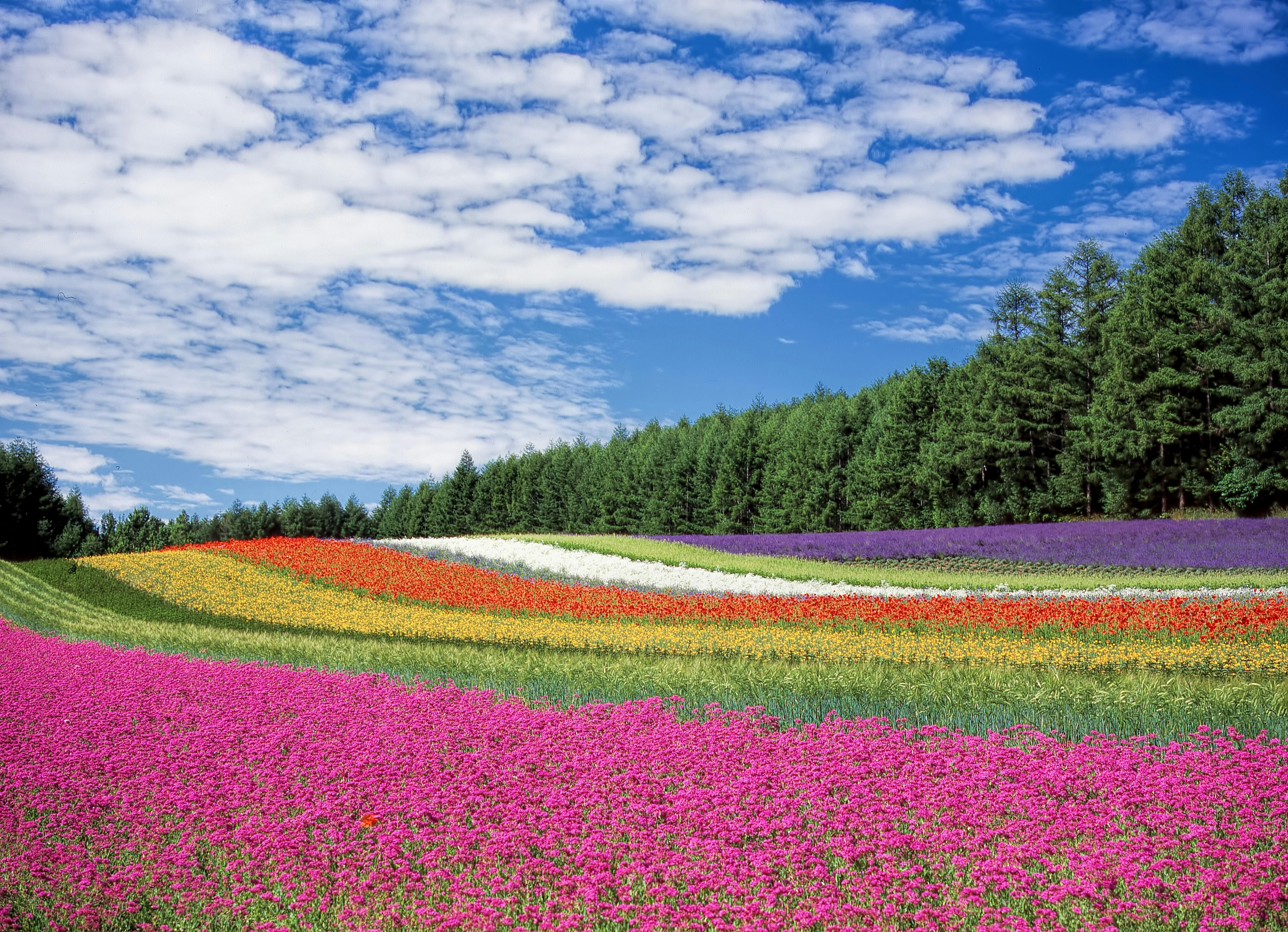4984x3607 Red Yellow and Orange Flower Field