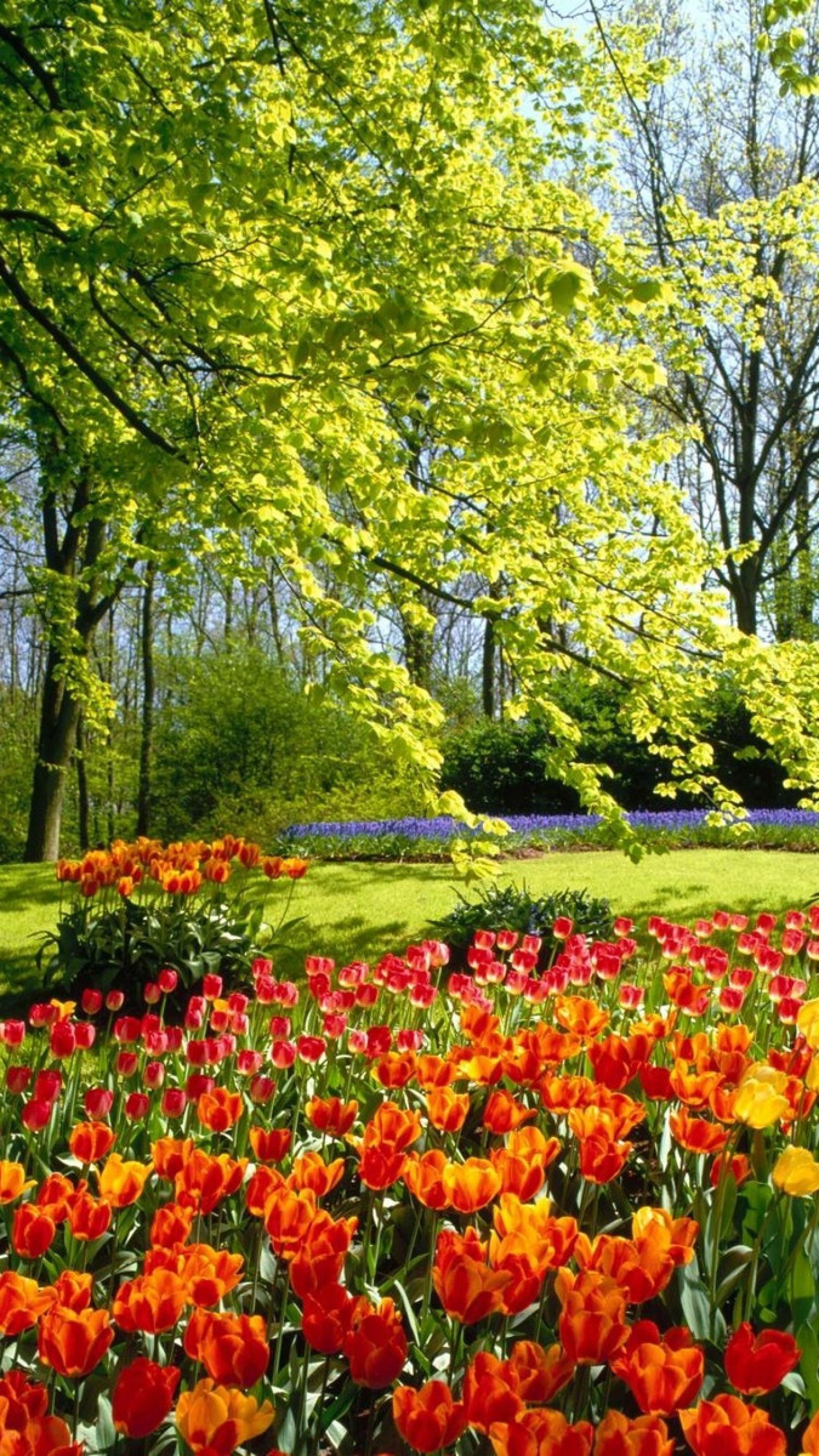 1440x2560 Flower Garden Wallpaper 27 image