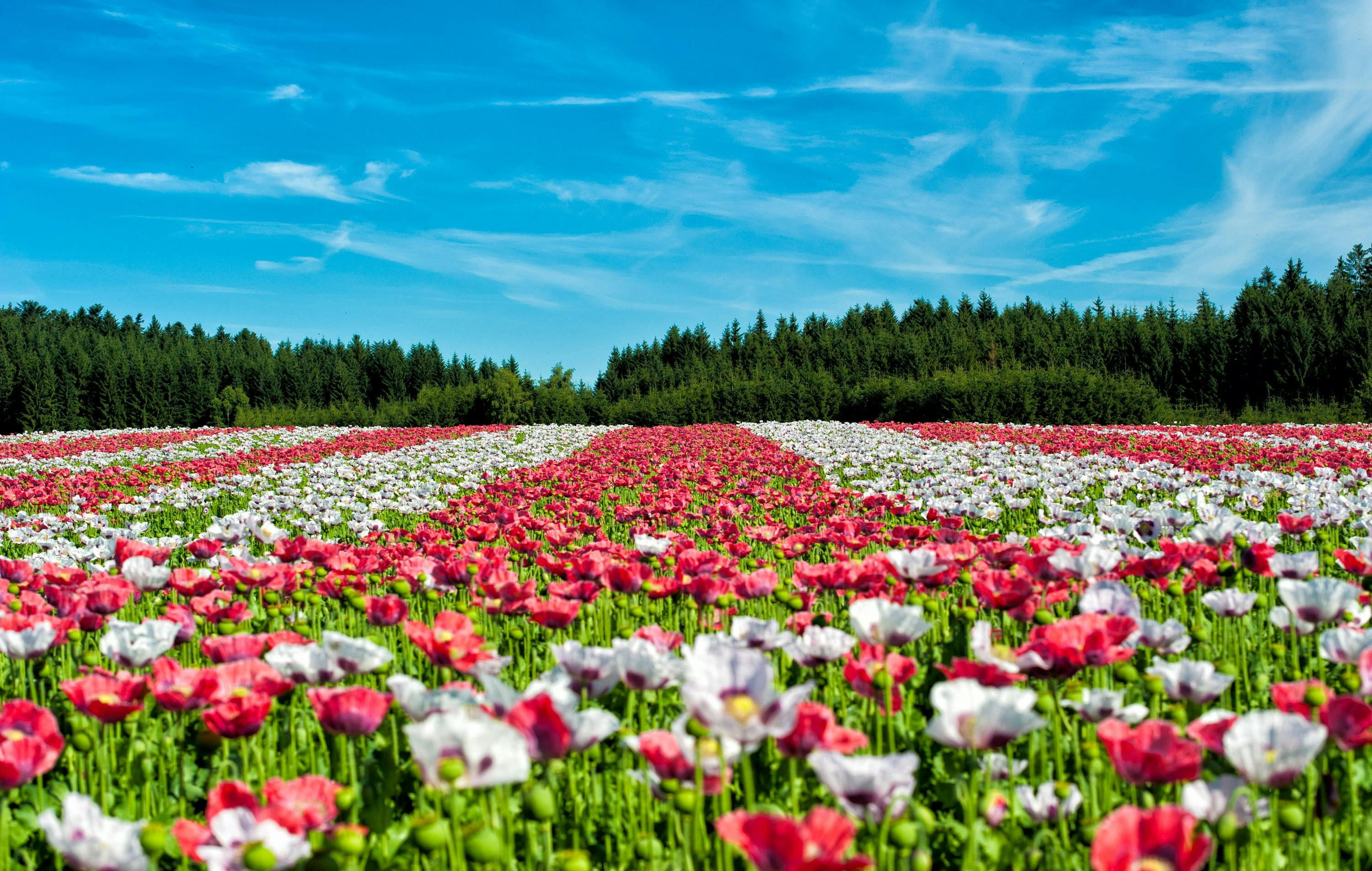 3000x1904 Red and White Flowers Under Blue Sky
