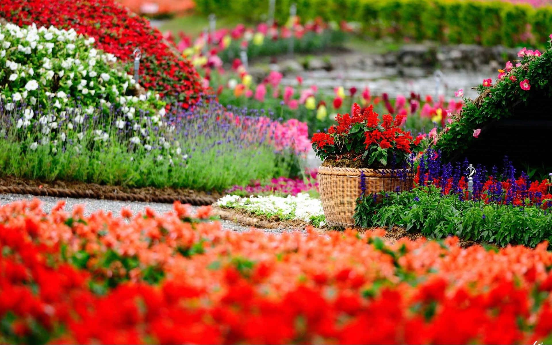 1920x1201 Flower Garden Wallpaper
