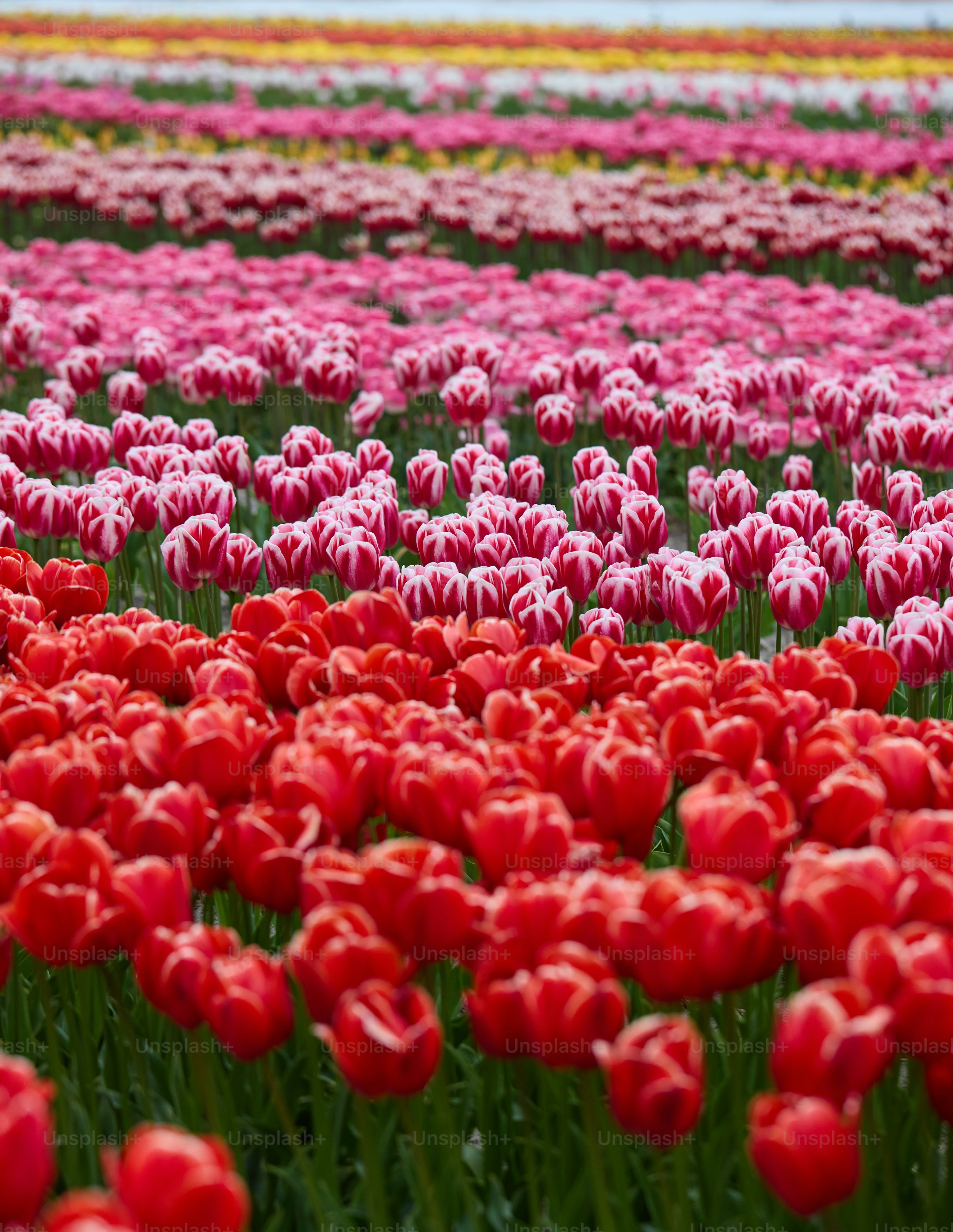 3000x3879 Garden Flowers Picture