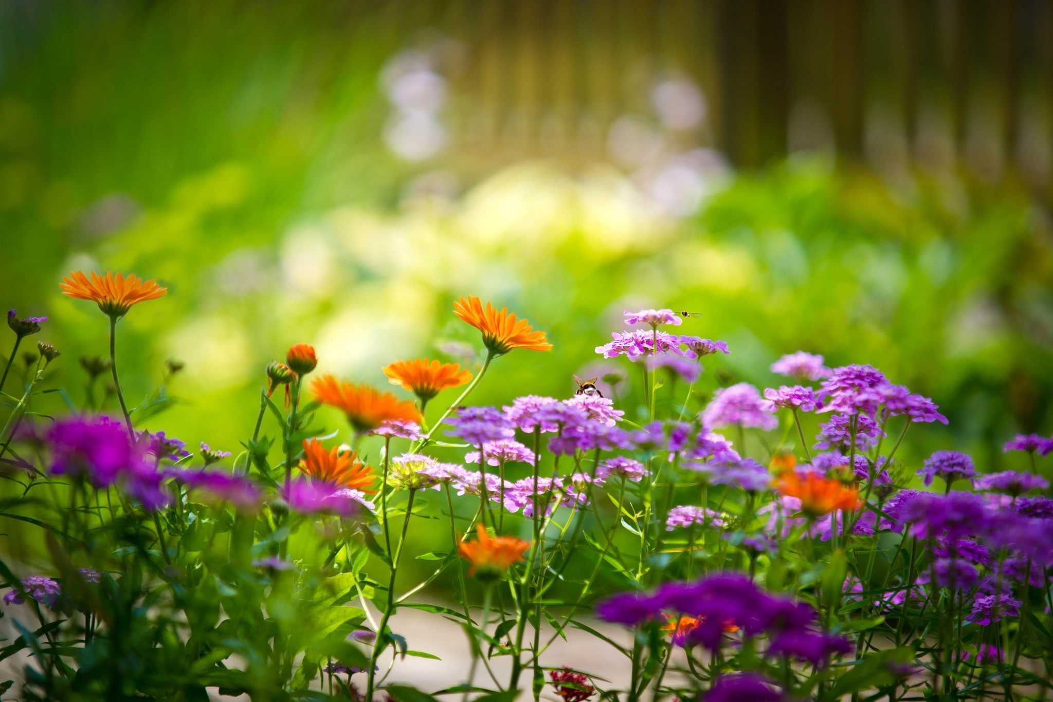 2048x1366 Flowers Wallpaper 4K