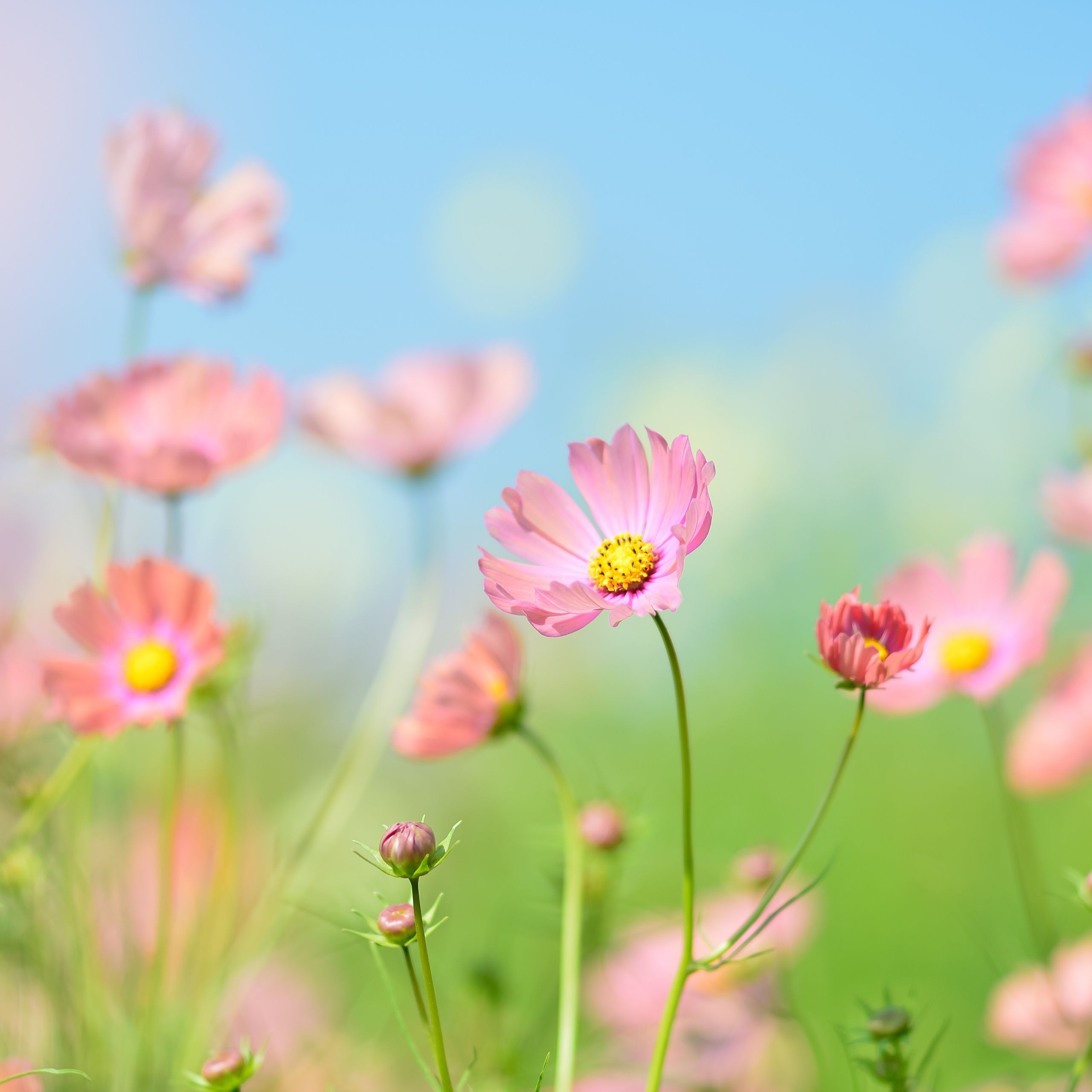 2560x2560 Flower garden Wallpaper 4K, Cosmos