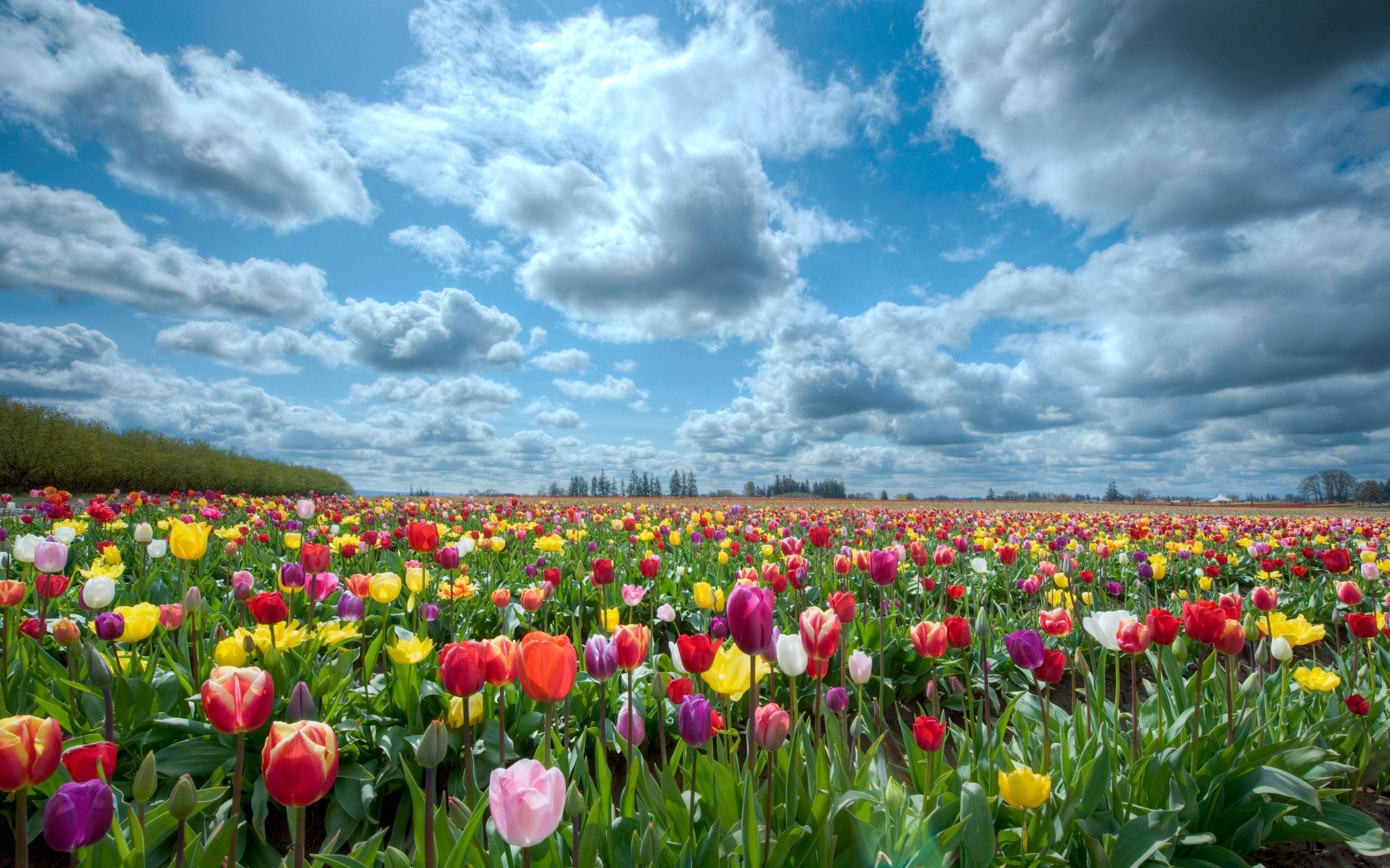 2560x1600 Flower Garden Background