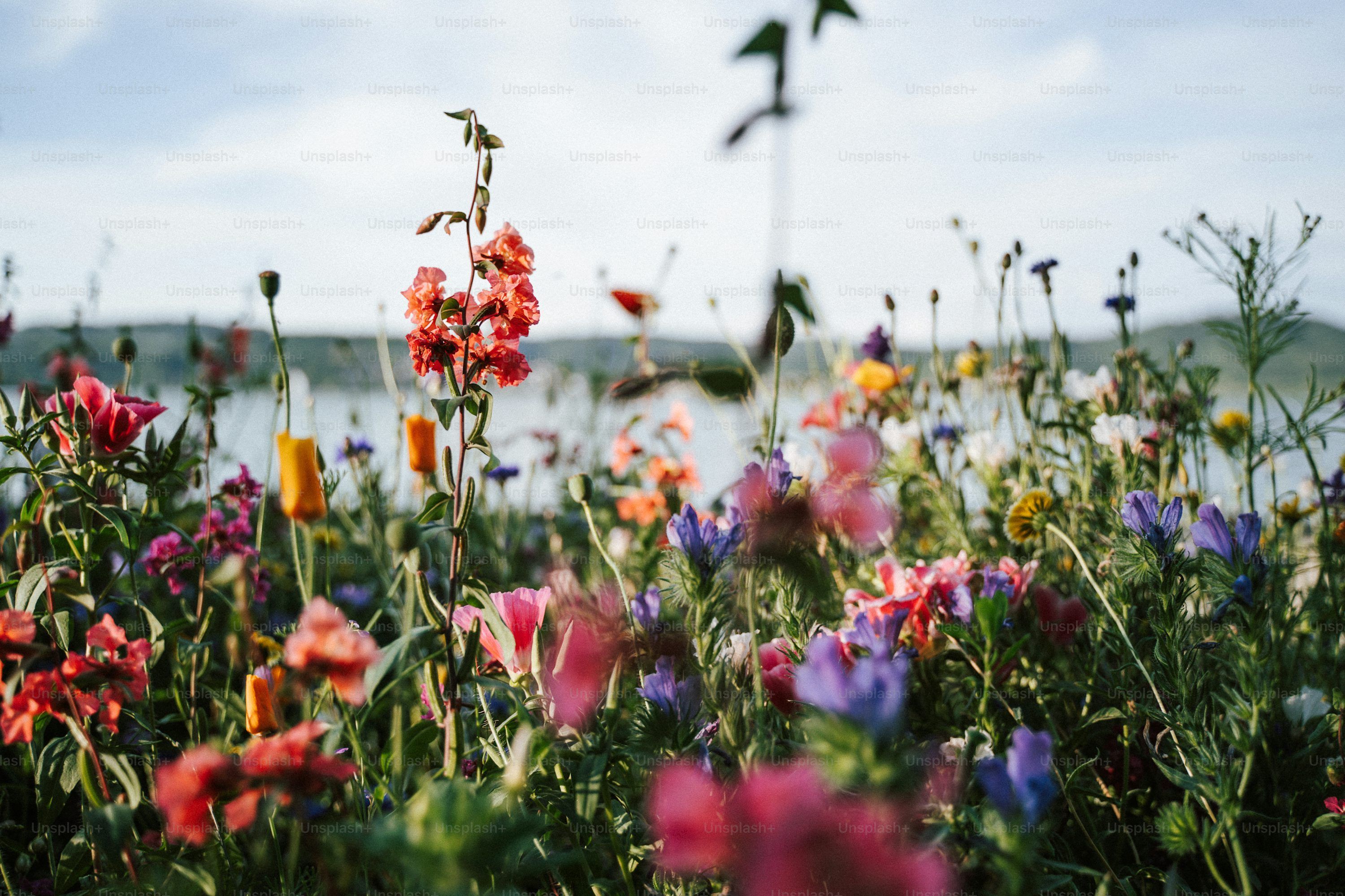 3000x2000 Garden Flower Picture
