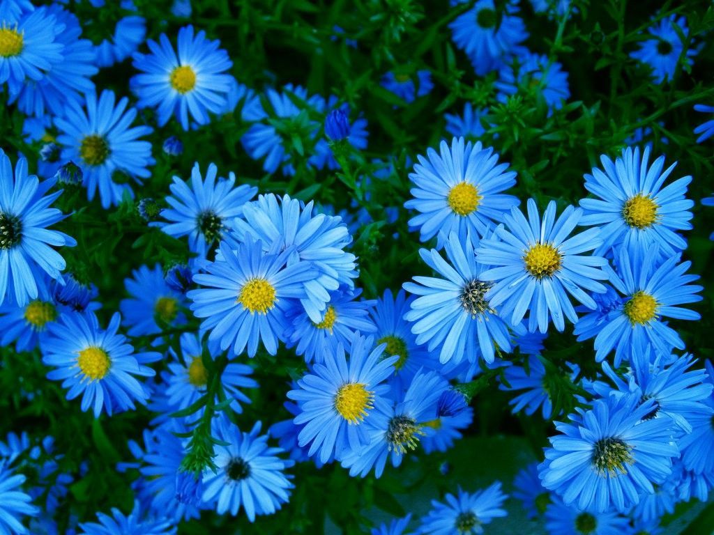 1024x768 Blue Summer Flowers Daisy Garden Flower