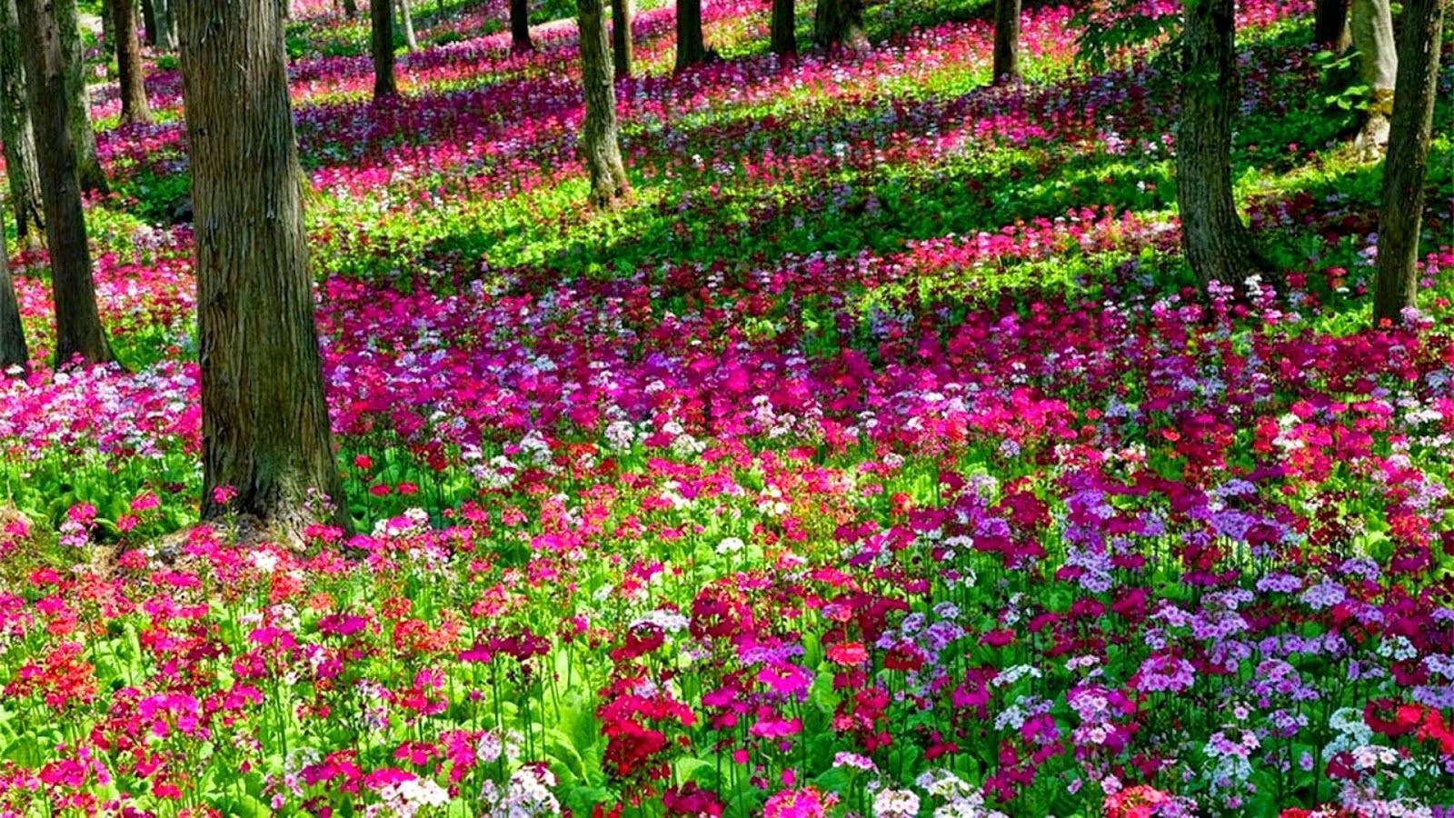 1600x900 My Rose: Pink Flower Garden Wallpaper