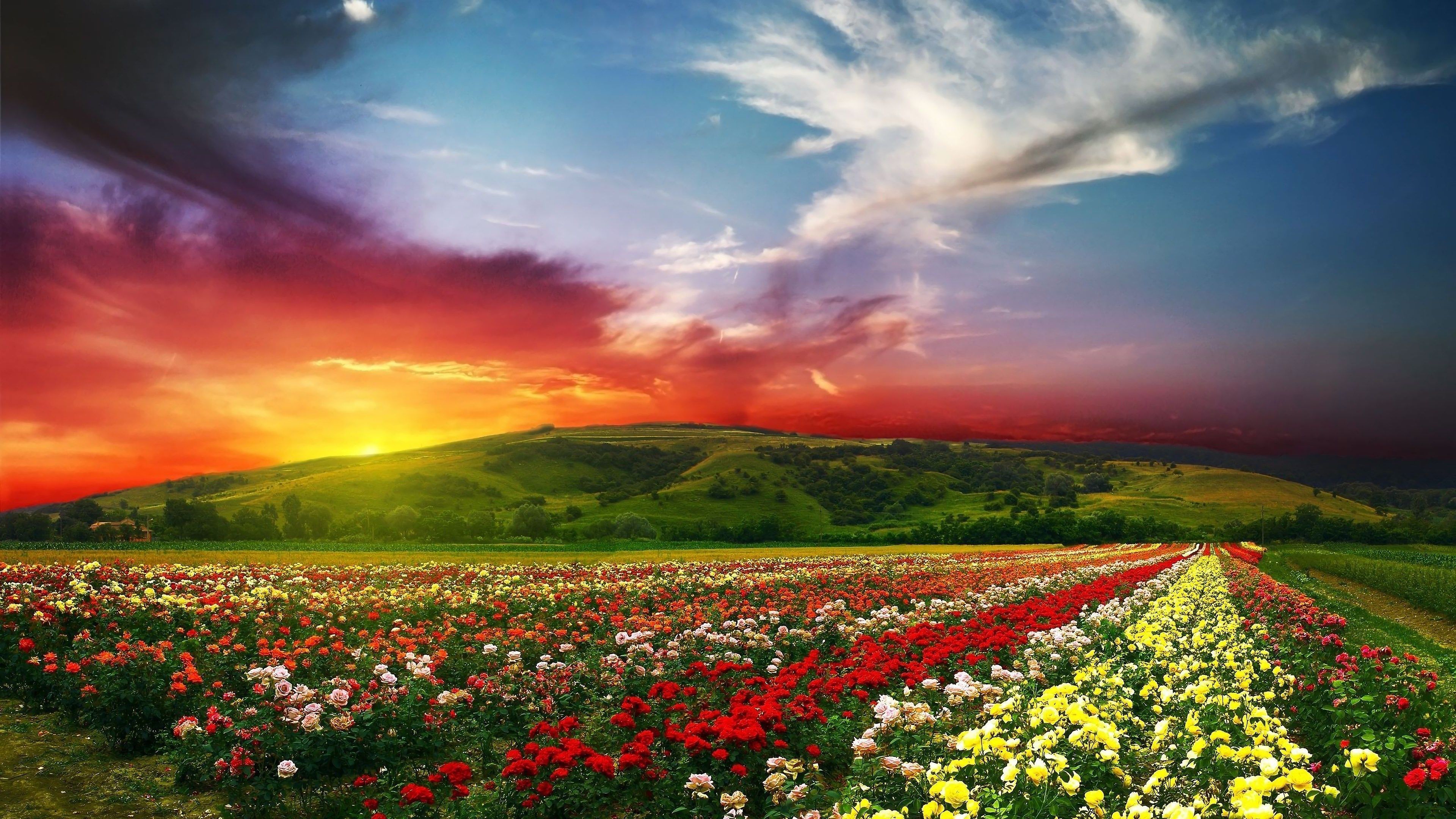 3840x2160 Flowers Landscape Sunset Nature Scenery