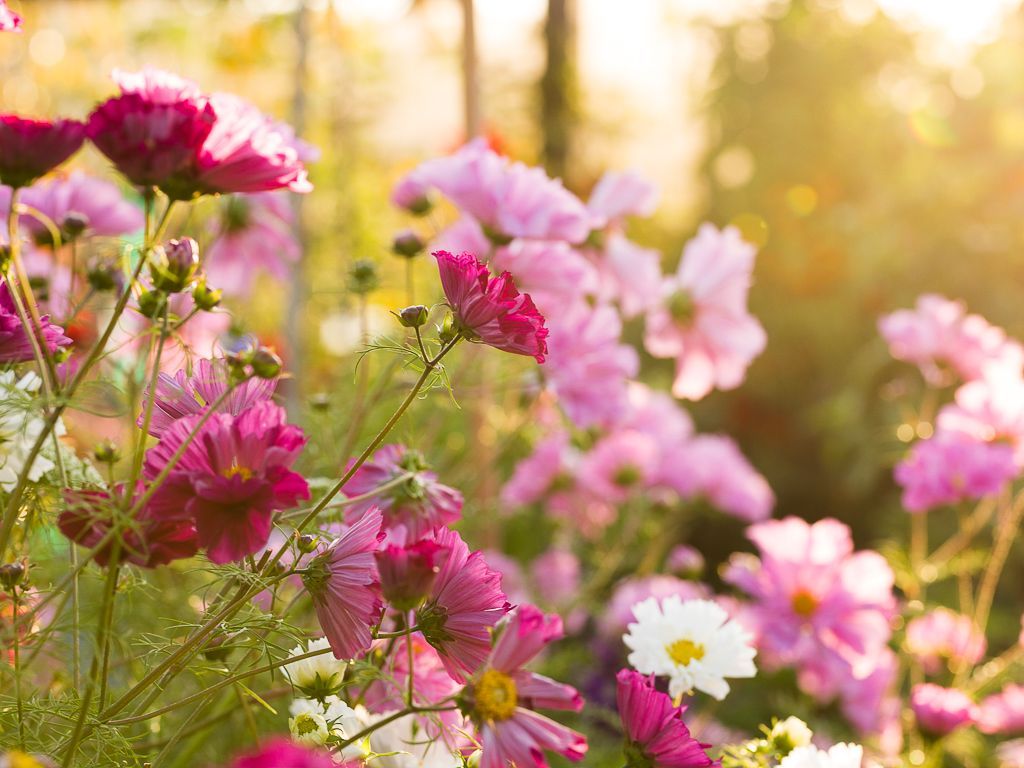 1024x768 Fall Flowers In The Kitchen Garden