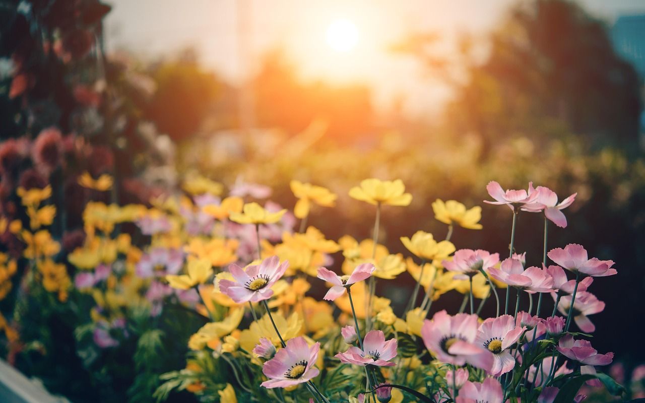 1280x800 Garden Background & Garden Image