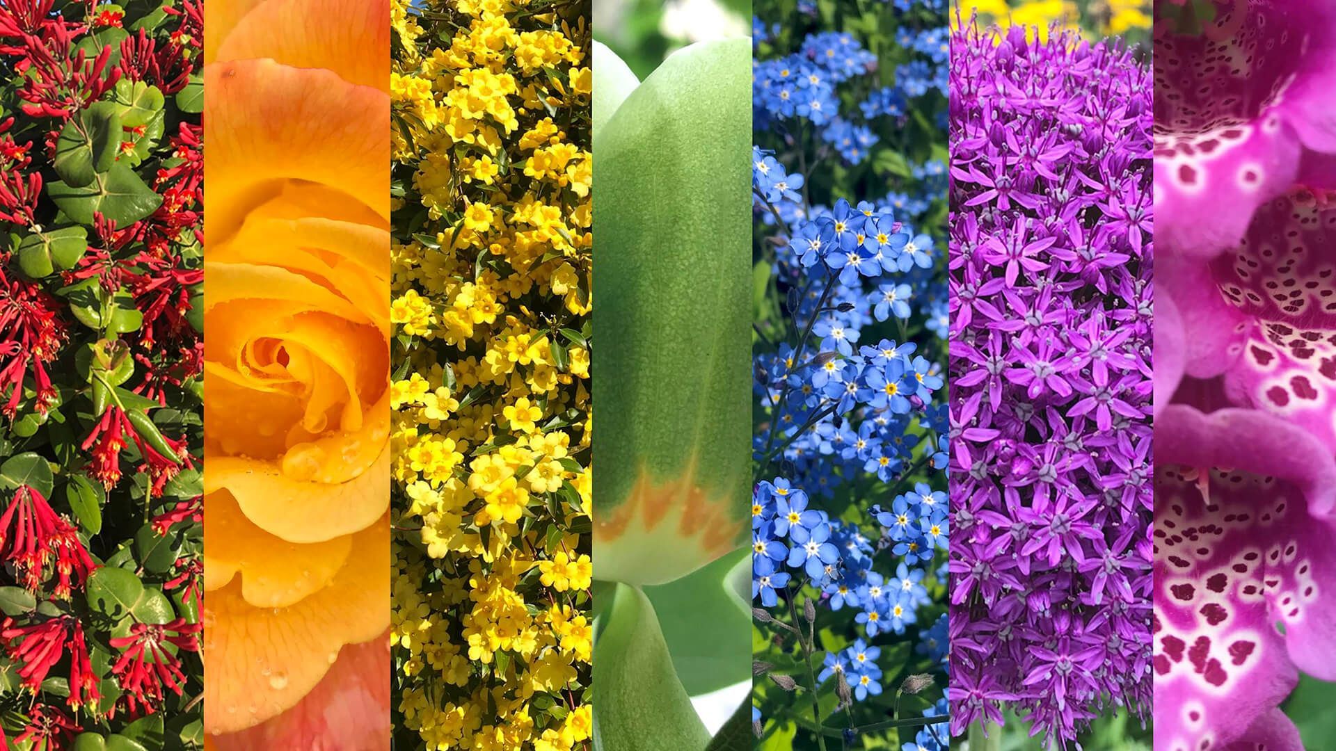 1920x1080 Smithsonian Gardens Digital Background