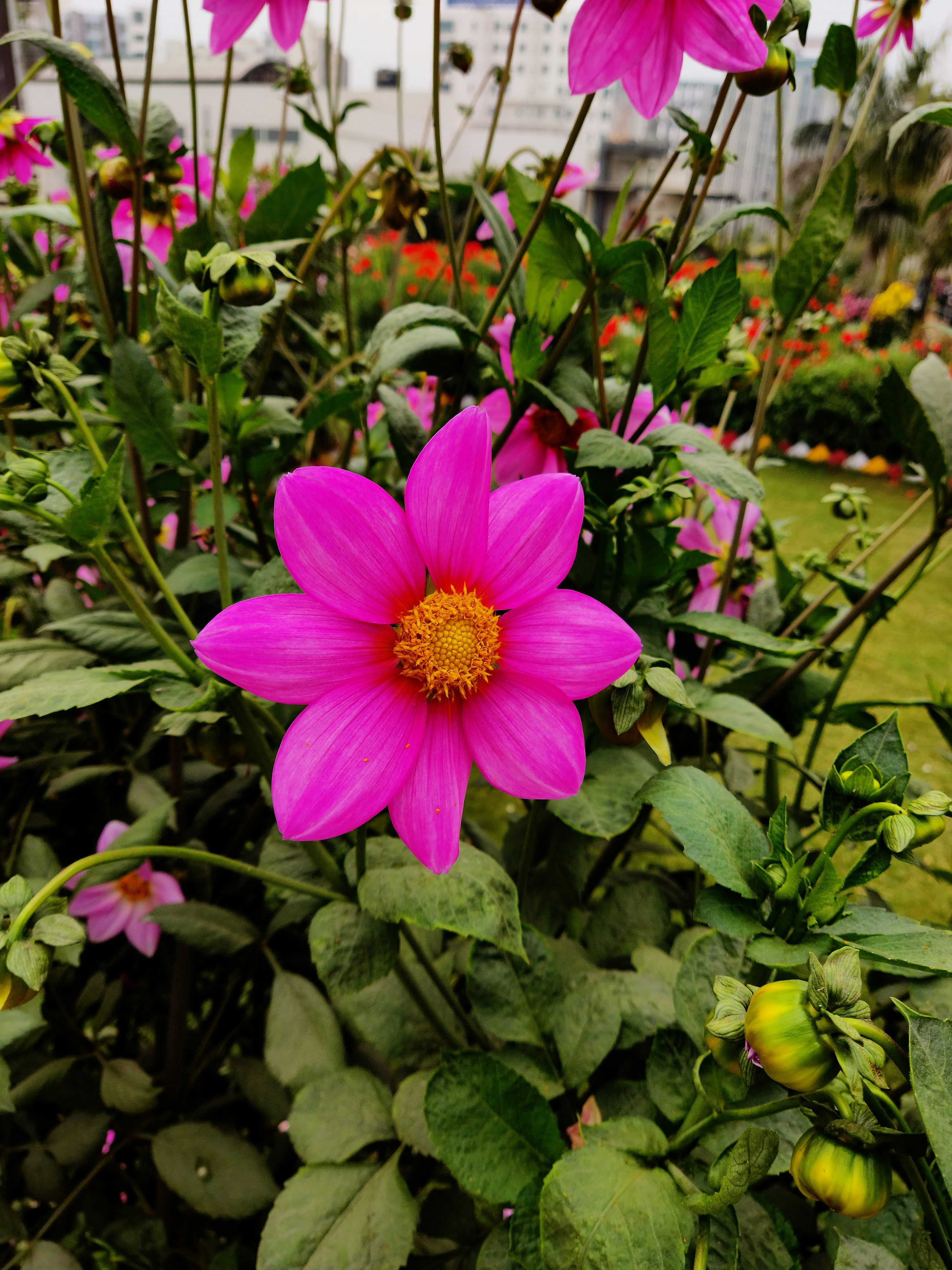 3000x4000 Flower Garden Picture. Download