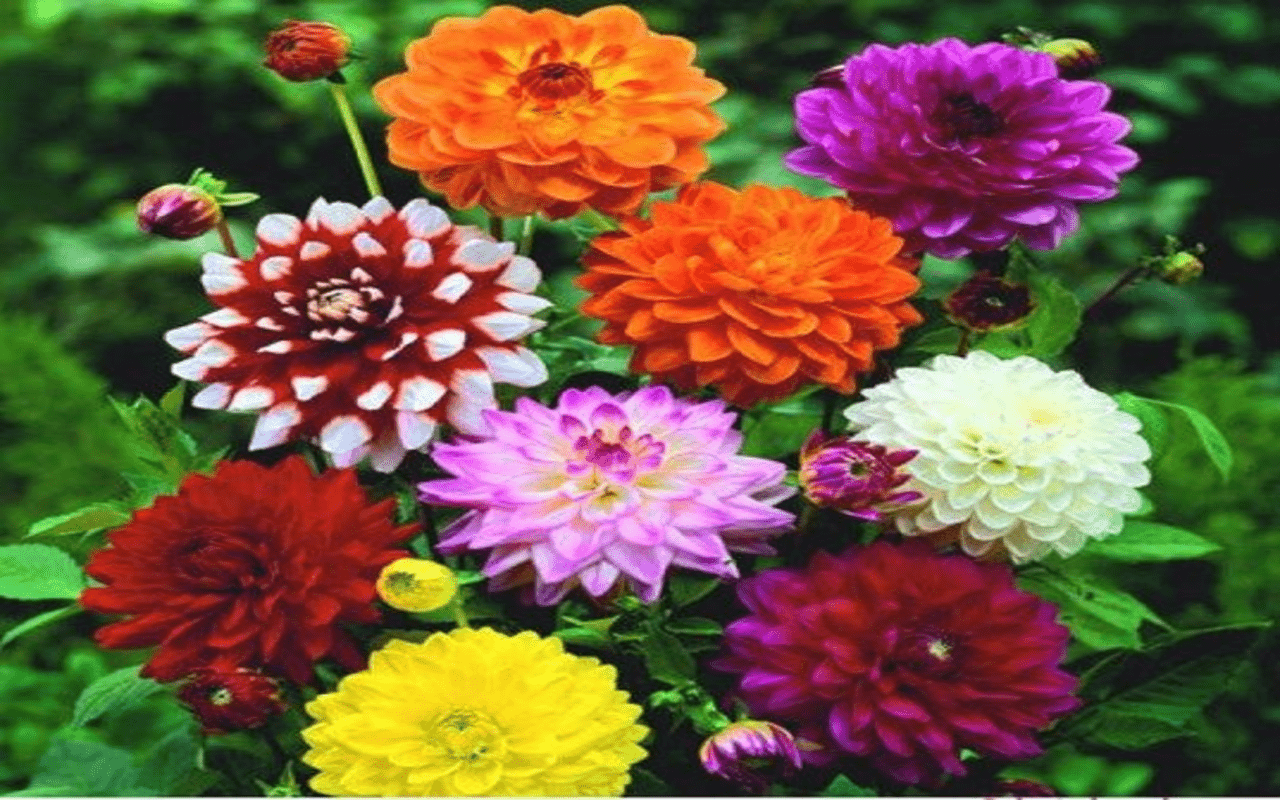1280x800 Dahlia flower wallpaper Web Store