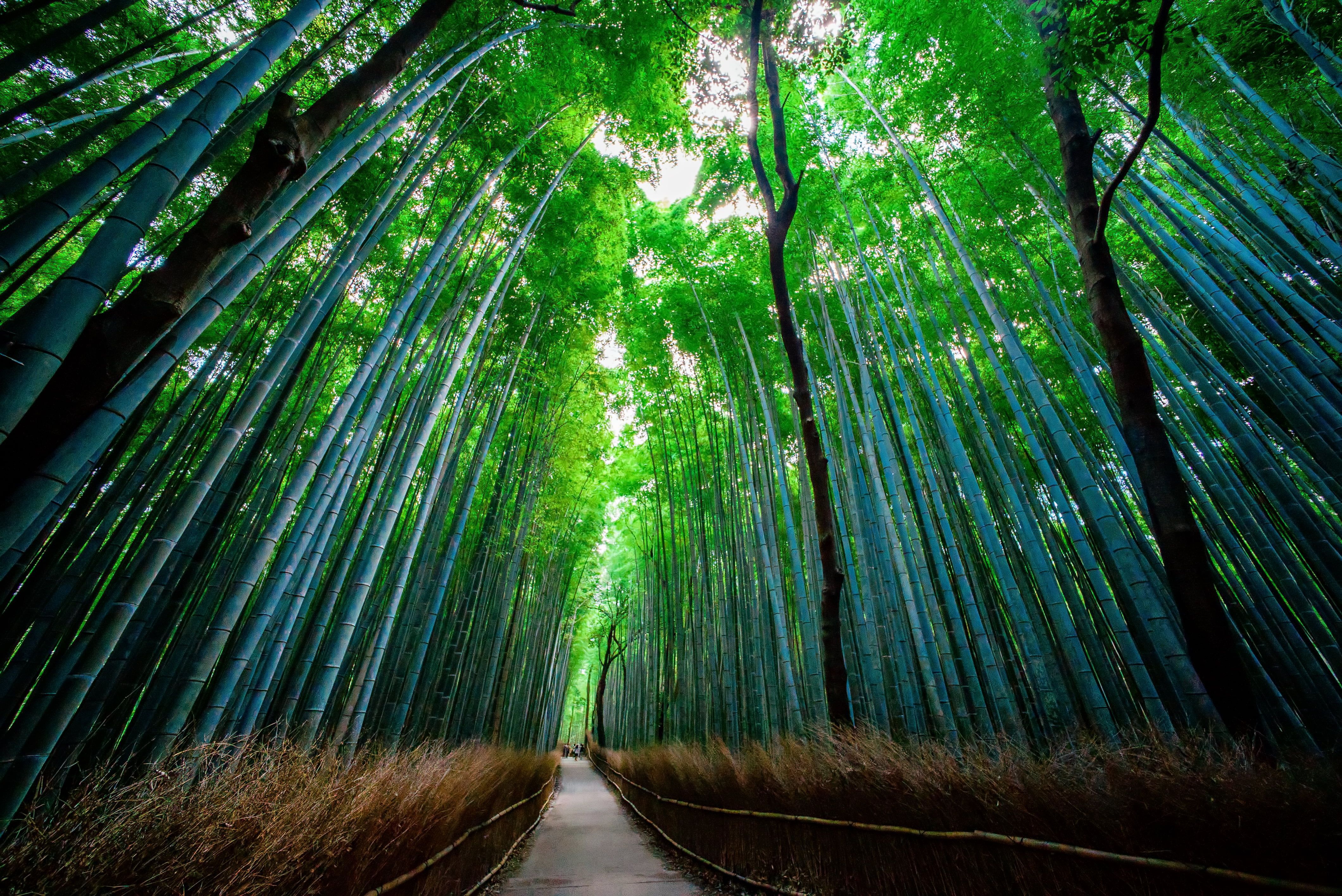 4240x2832 green leafed trees, bamboo, forest