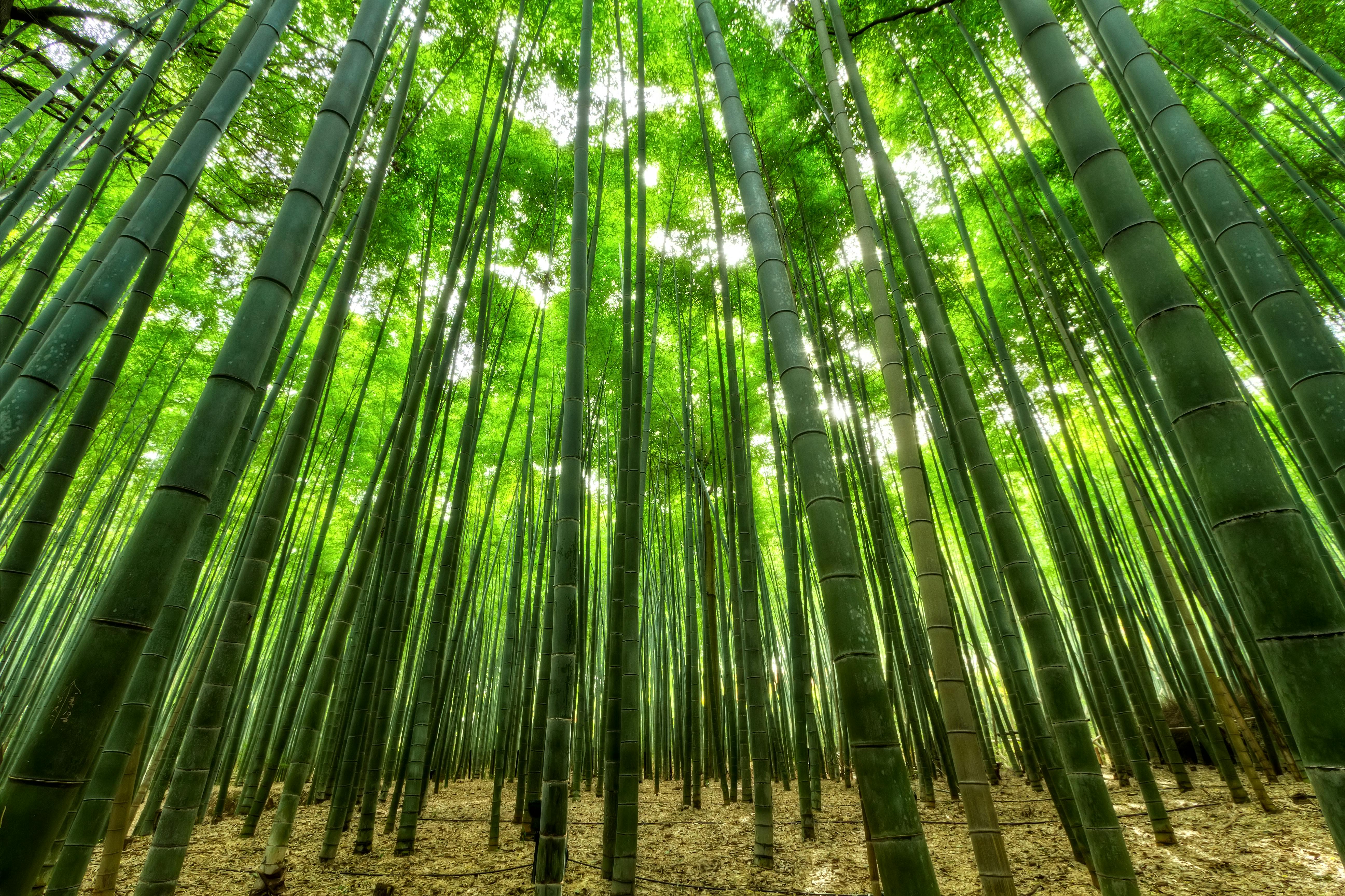 5185x3456 Free Bamboo & HD Image