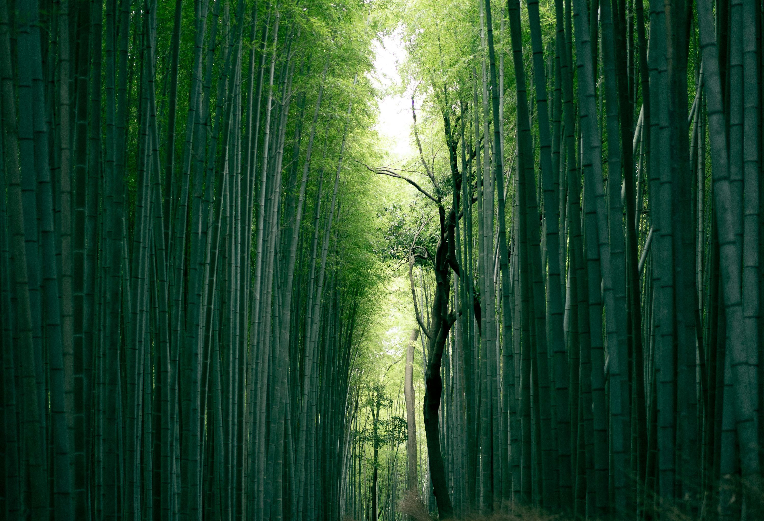 3000x2048 Bamboo Picture. Download Free