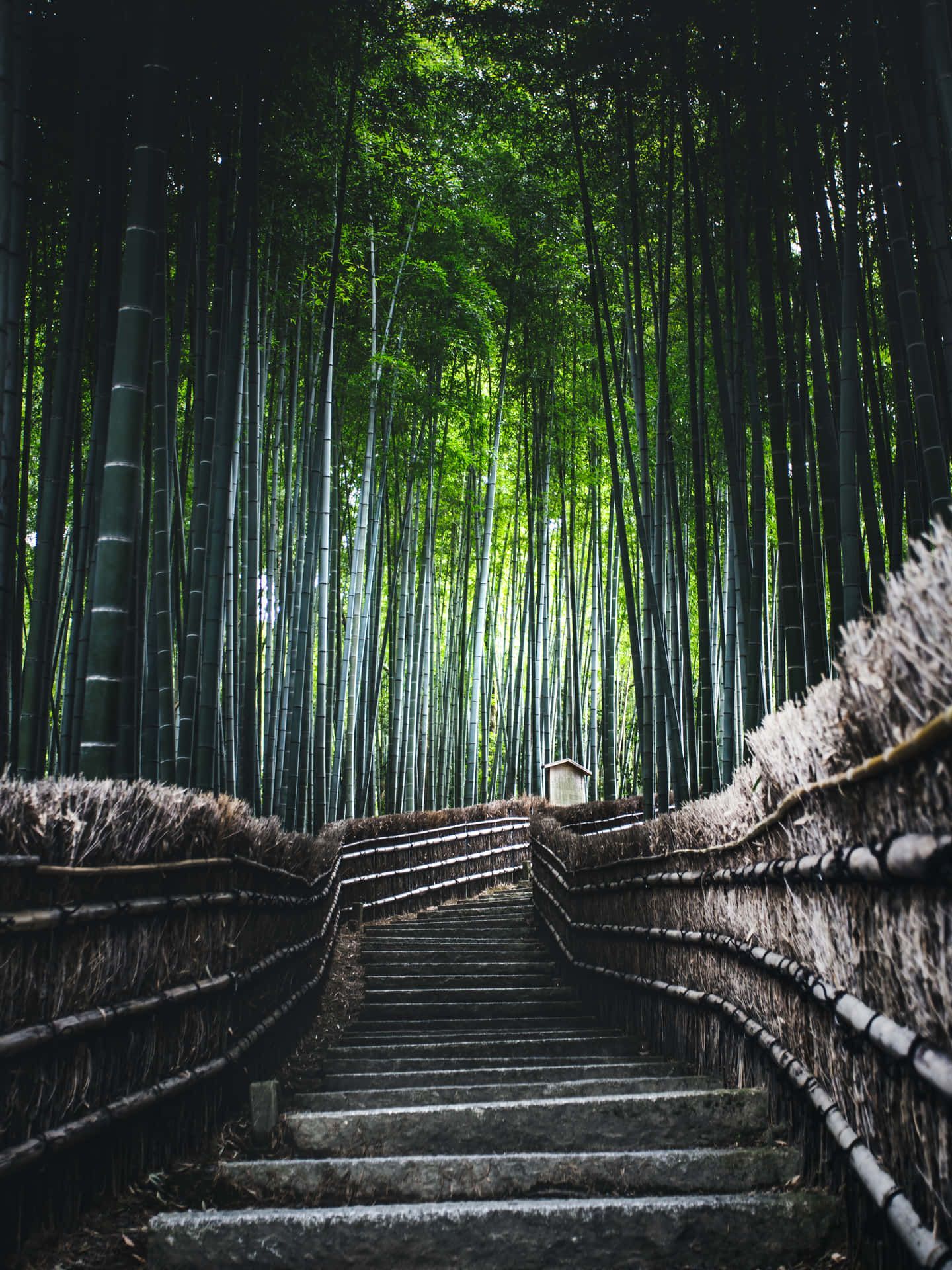 1440x1920 Bamboo Forest HD Wallpaper 100++