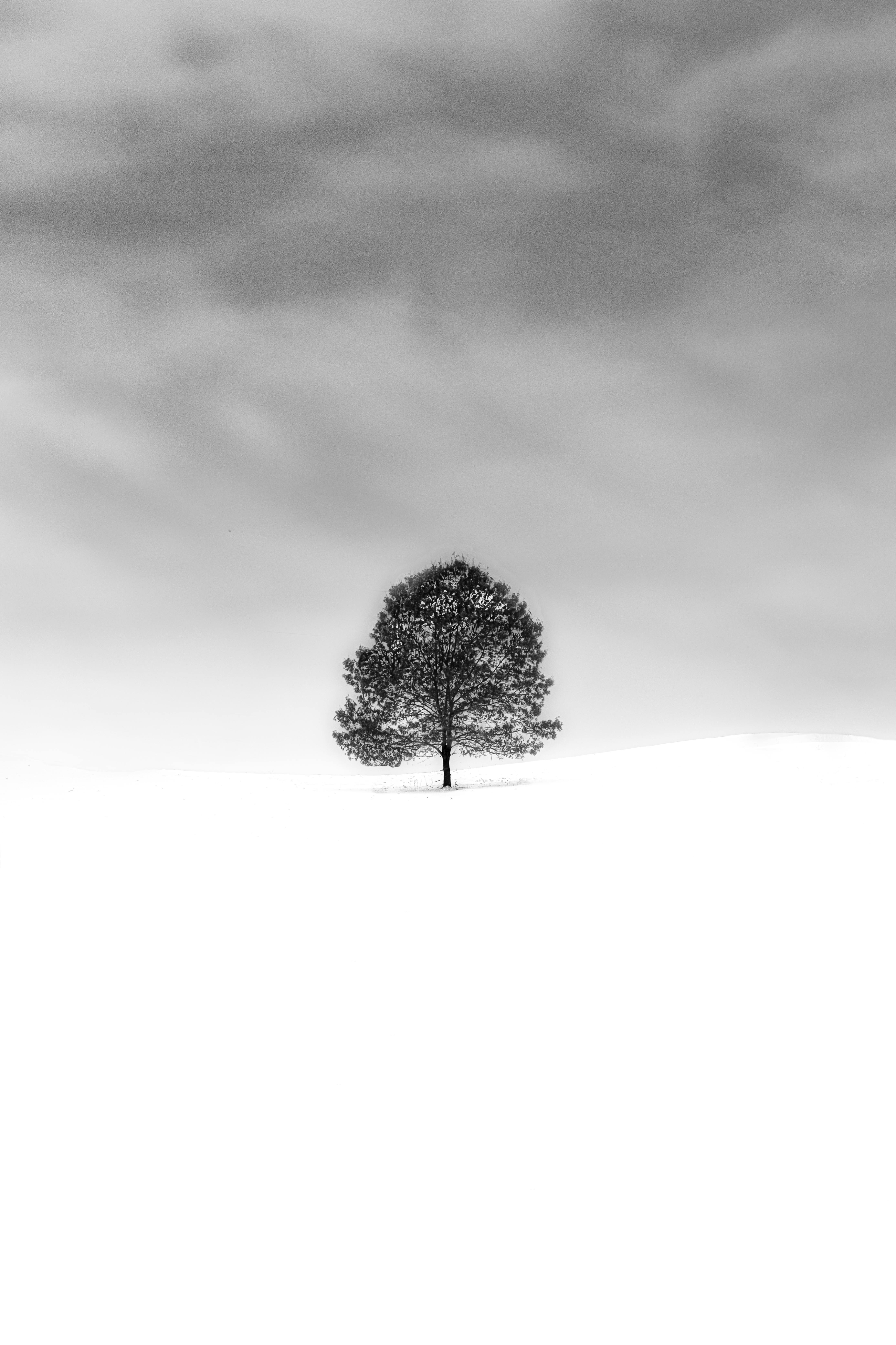 4395x6592 Grayscale Photo of Tree on A Snow Covered Field · Free