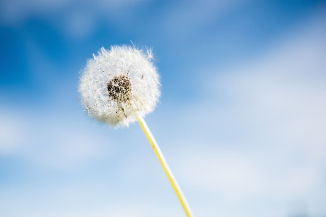 1100x734 Hay Fever in Allergy