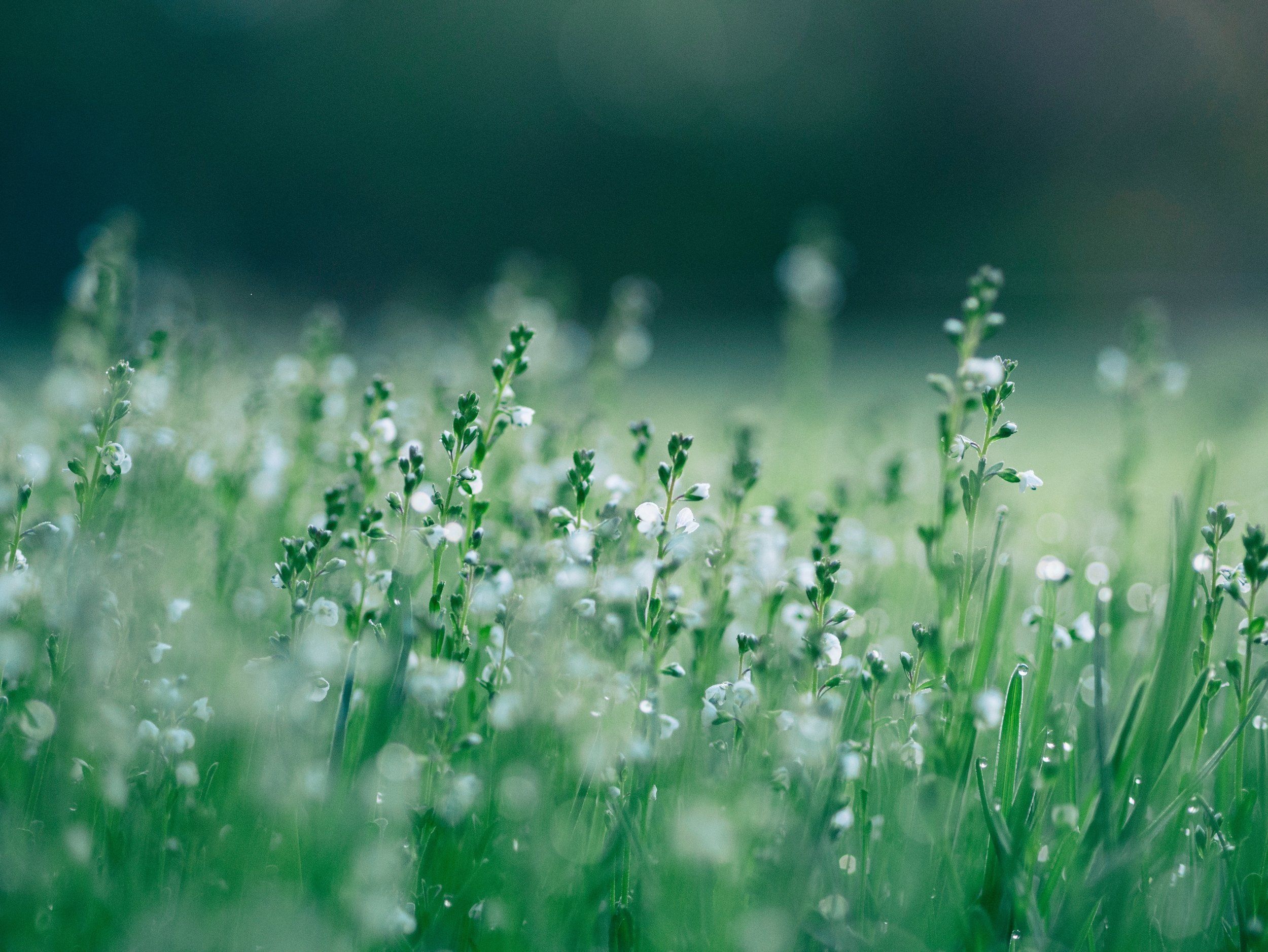 2500x1877 How to Survive Allergy Season Using All