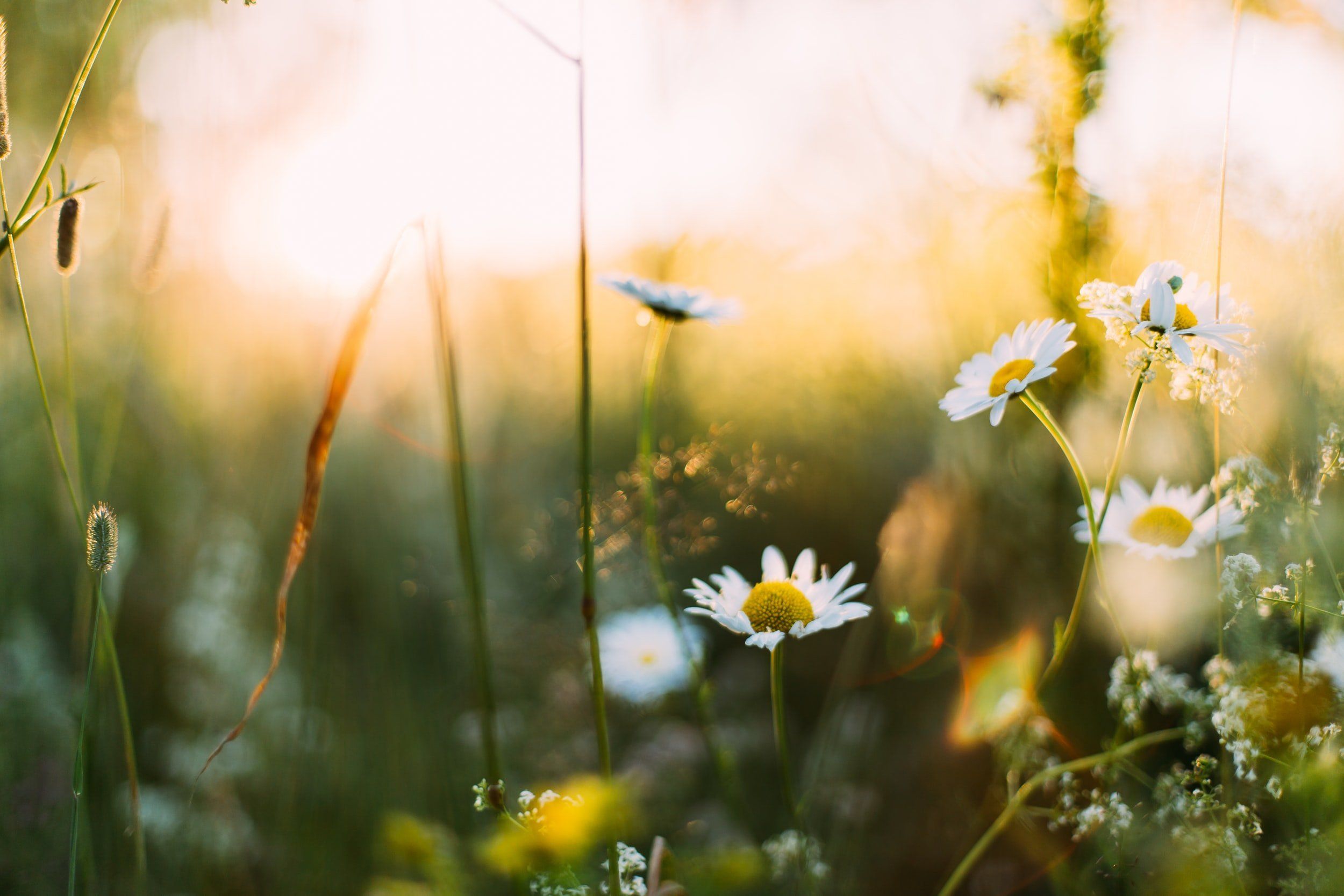 2500x1667 Spring Hay Fever 101