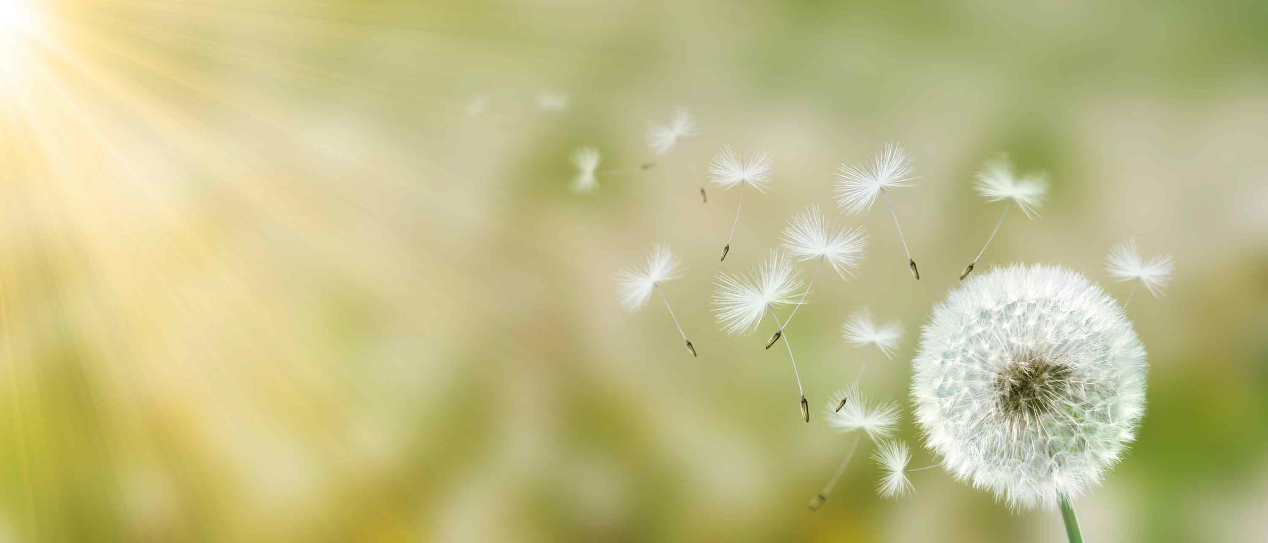 2560x1097 Environmental Allergies Free