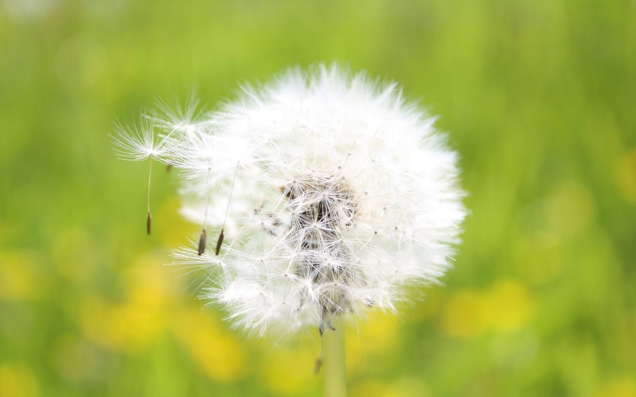 1280x800 Allergies