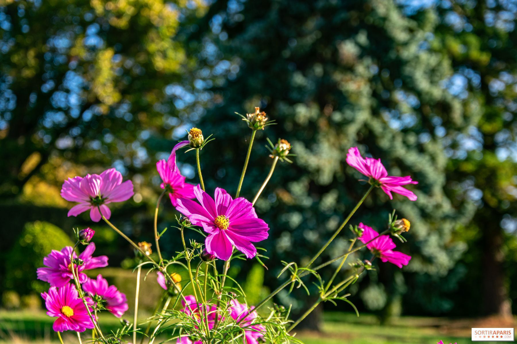 1800x1200 alert pollen allergy sufferers