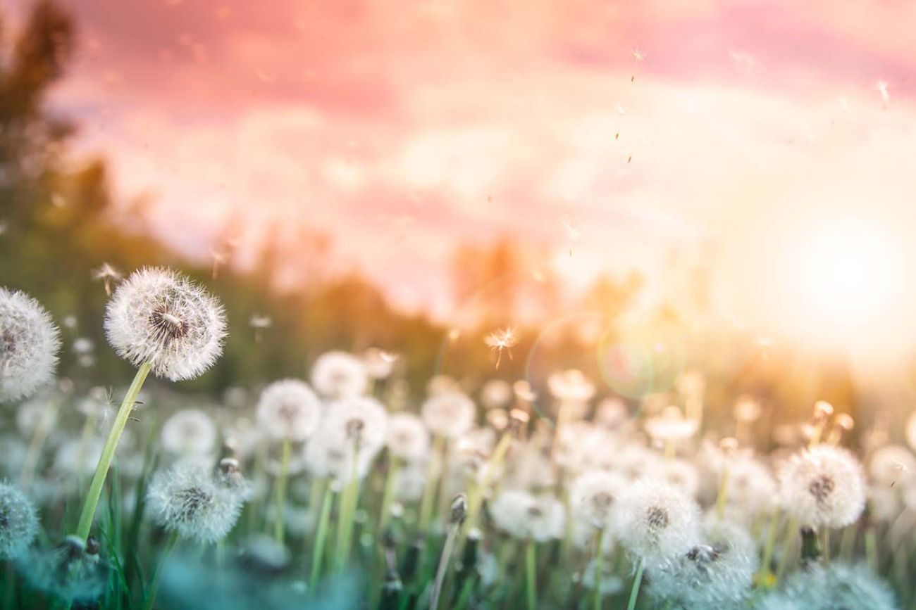 1300x867 Michigan allergy sufferers