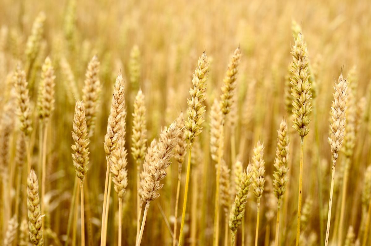 1200x795 Wheat Allergy Symptoms to Look
