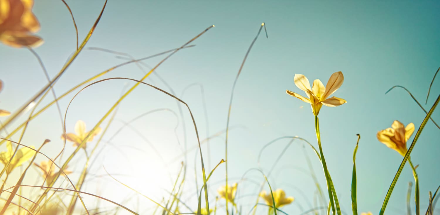 1500x733 during allergy season