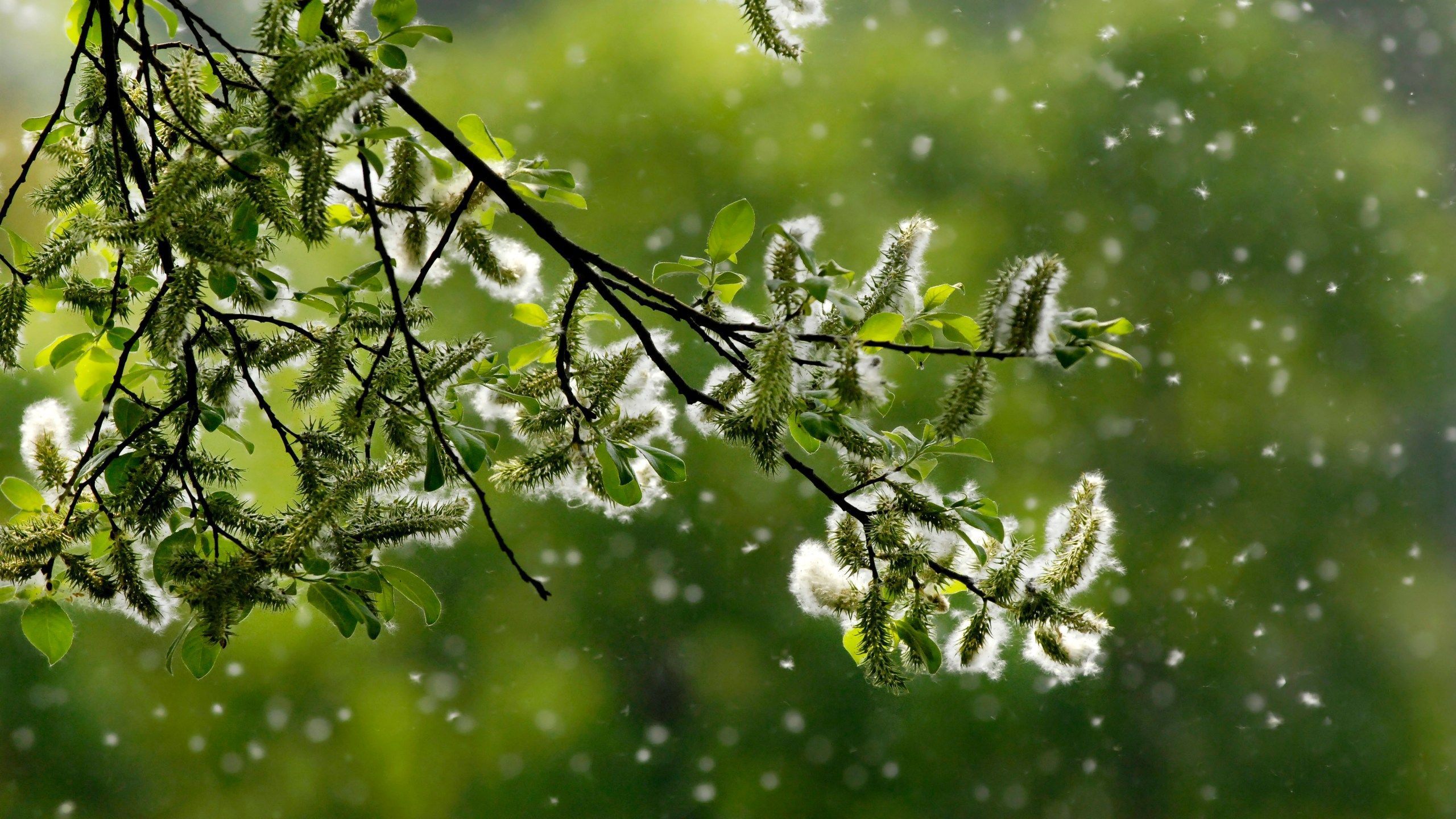 2560x1440 When is allergy season in Texas? It