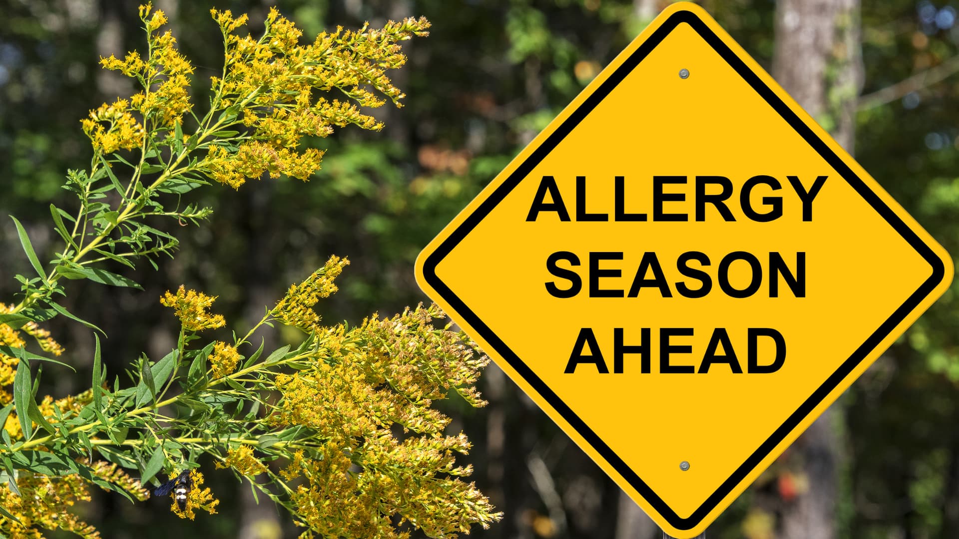 1920x1080 Allergies and Autoimmunity
