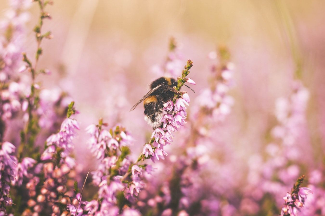 1350x900 How to Survive Allergy Season in