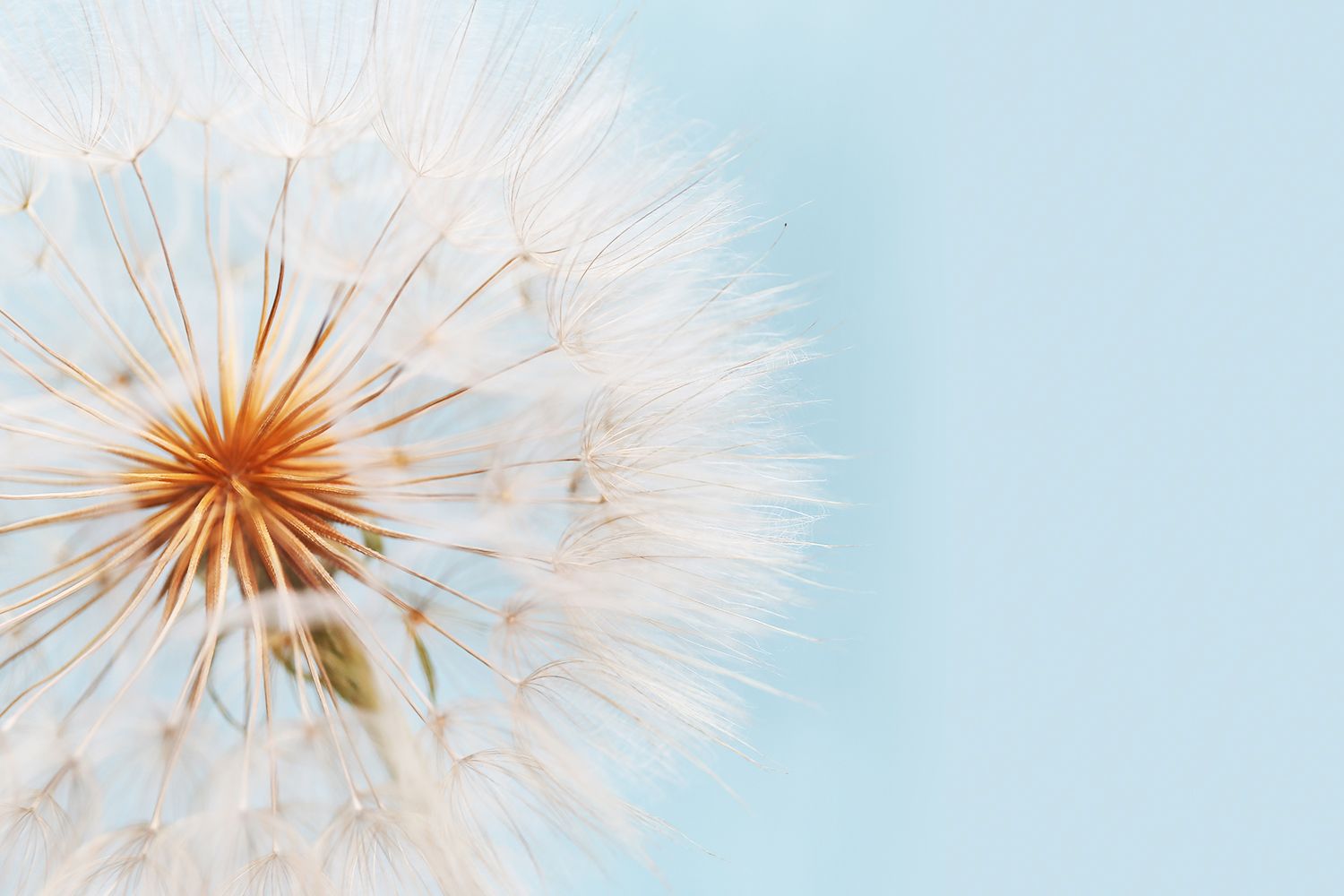 1500x1000 Gut and Seasonal Allergies