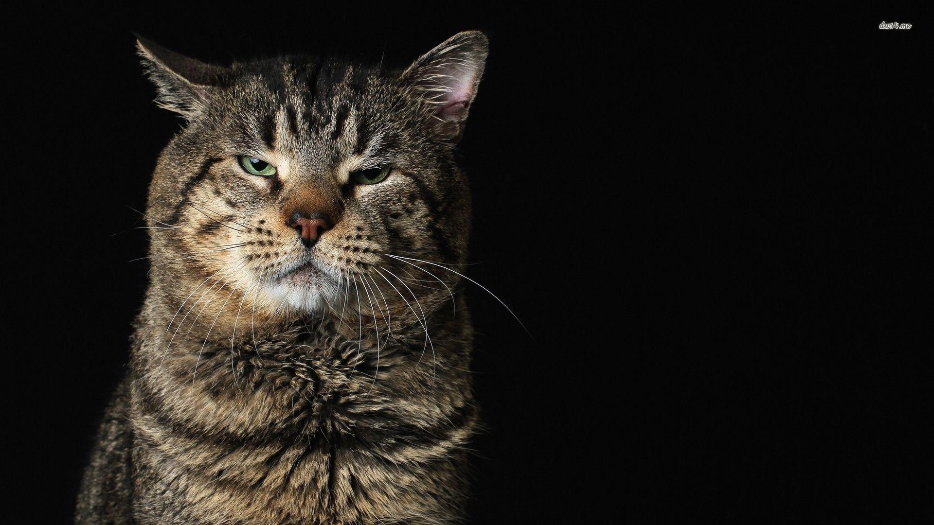Angry Cat Wallpapers - Top Free Angry Cat Backgrounds - WallpaperAccess