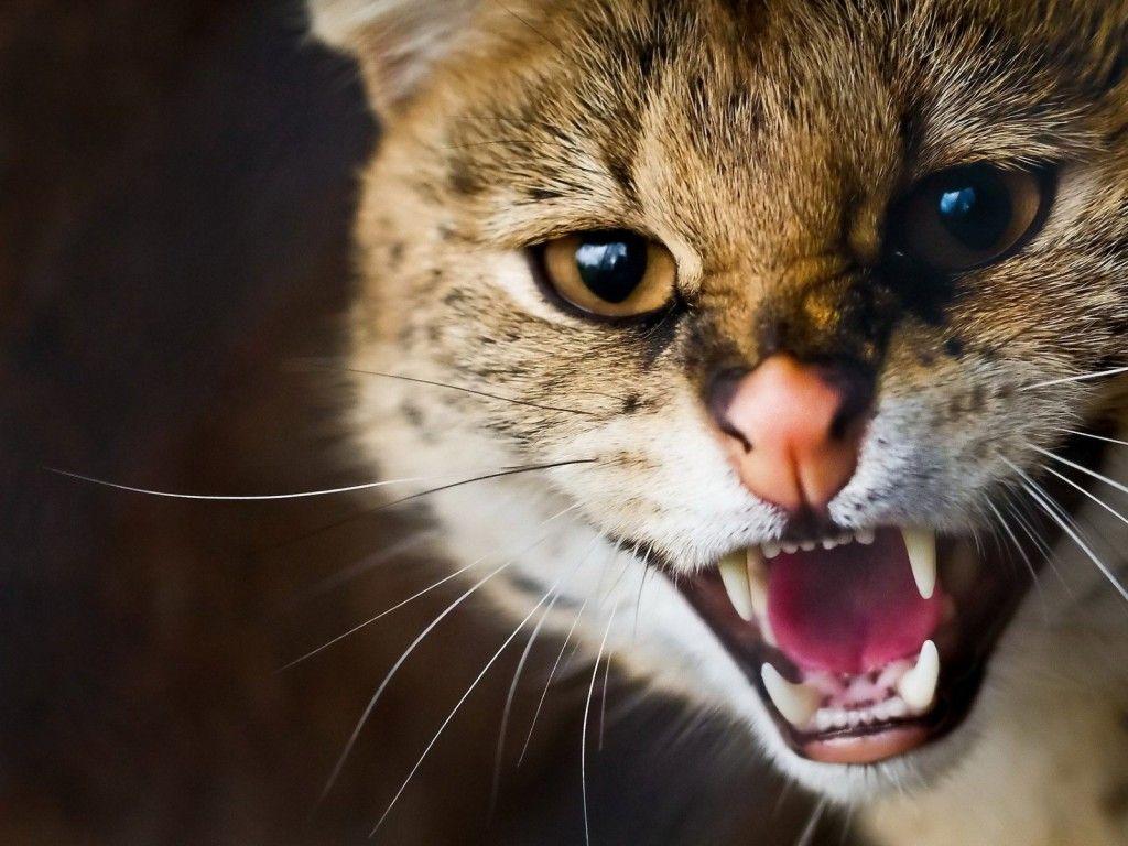 1024x768 Angry Cat Wallpaper High Quality