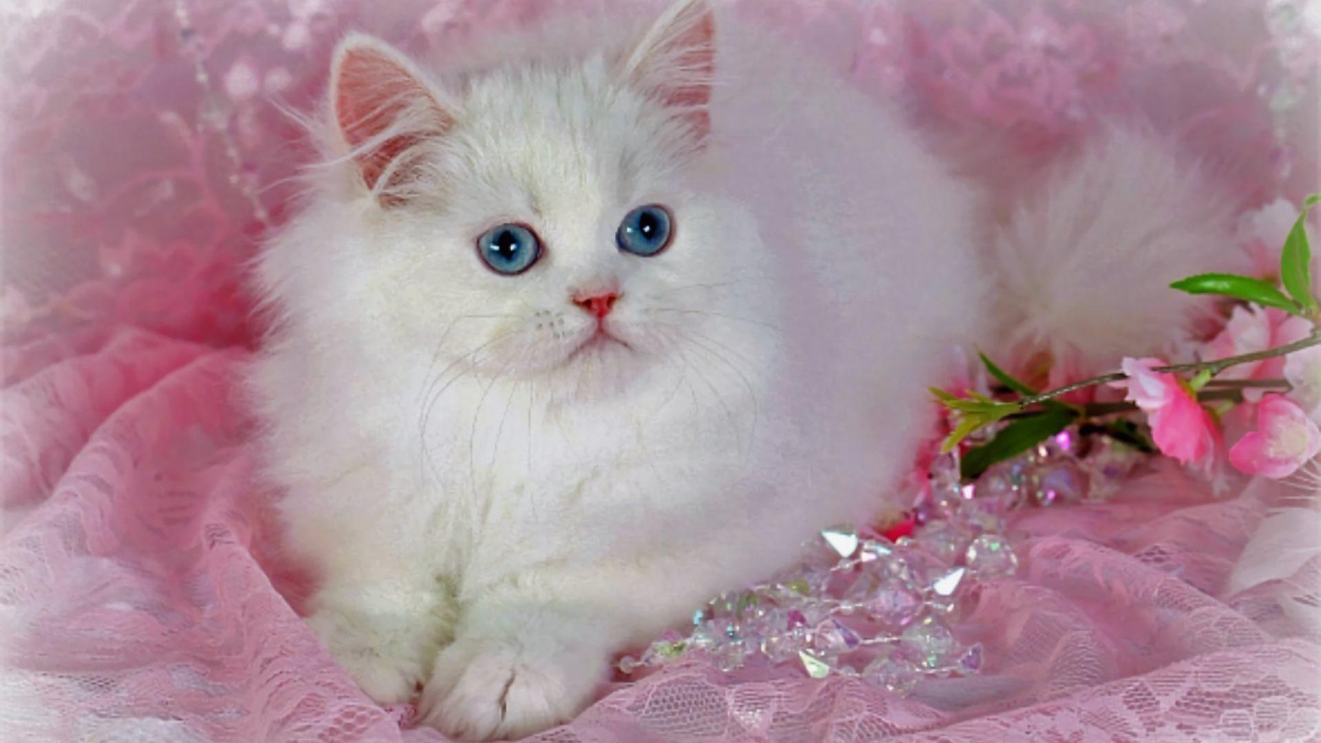Beautiful Cats Wallpapers - Top Free Beautiful Cats ...