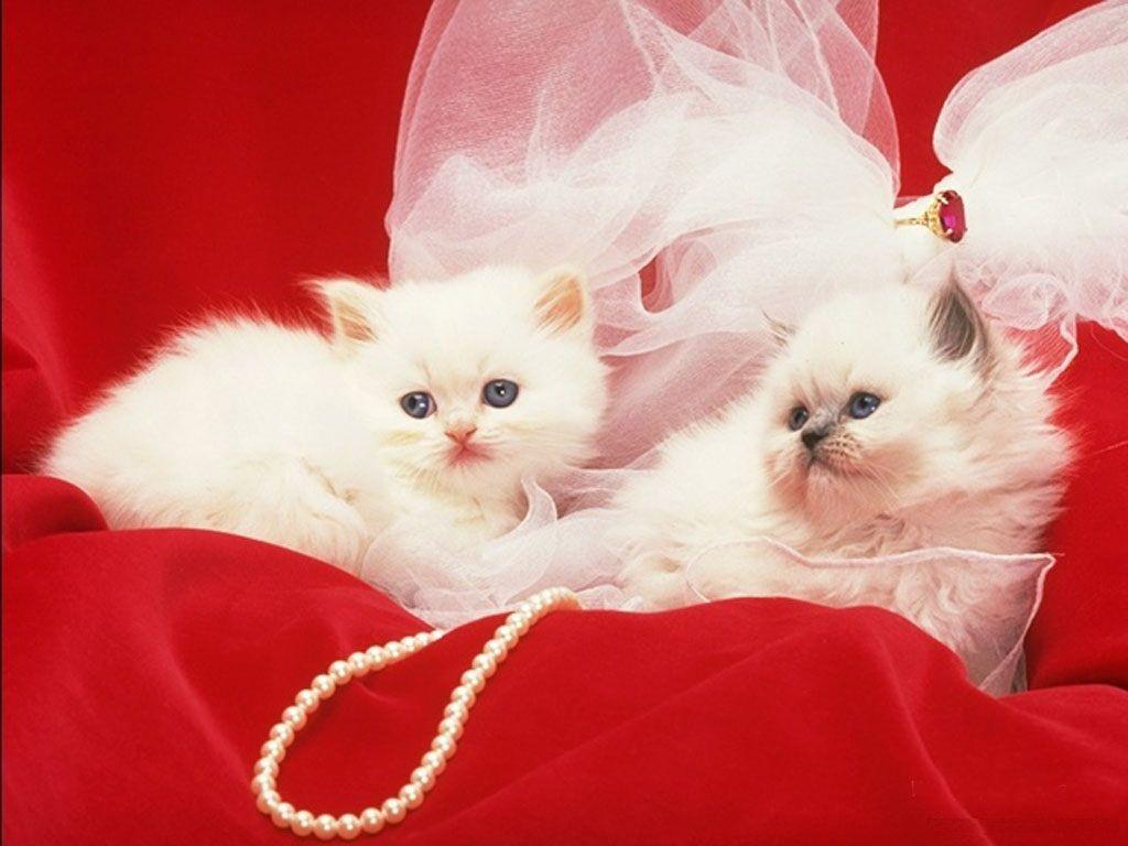 1024x768 Free Cat HD Wallpaper Obtain Image New. Cute cat wallpaper, Cute cats, Beautiful cats