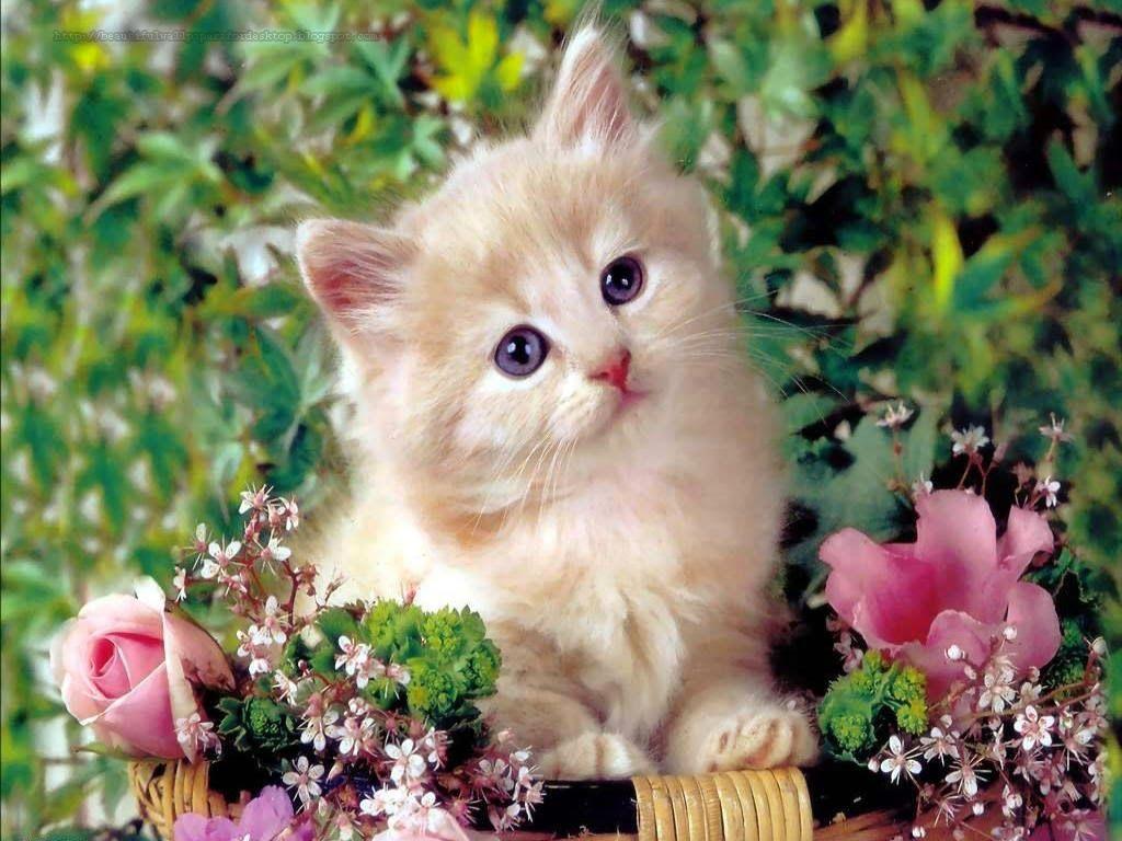 Beautiful Cats Wallpapers - Top Free Beautiful Cats Backgrounds - WallpaperAccess