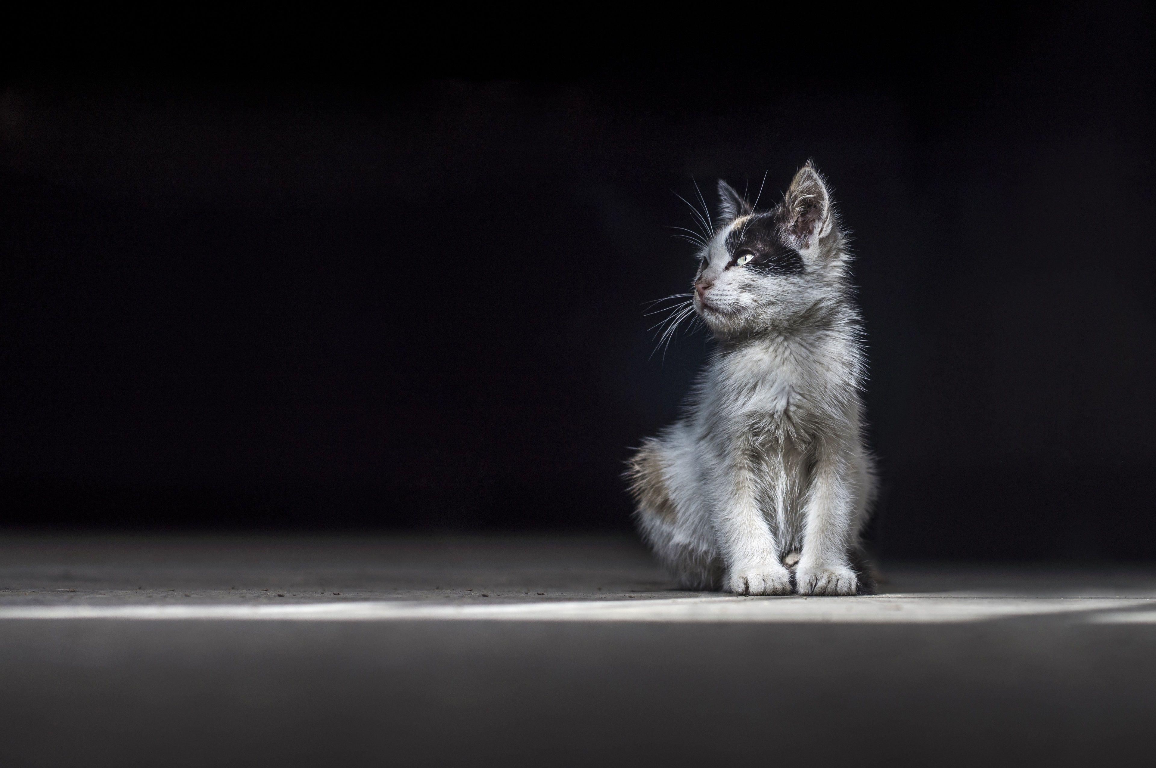 3840x2552 3840x2552 cat 4k free HD desktop wallpaper