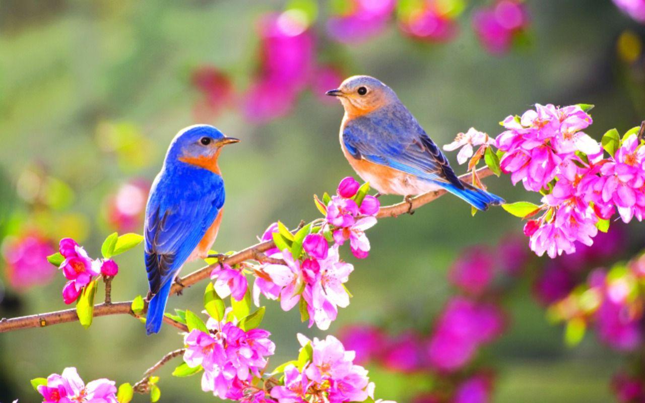 Cute Bird Spring Desktop Wallpapers  Top Free Cute Bird Spring Desktop  Backgrounds  WallpaperAccess