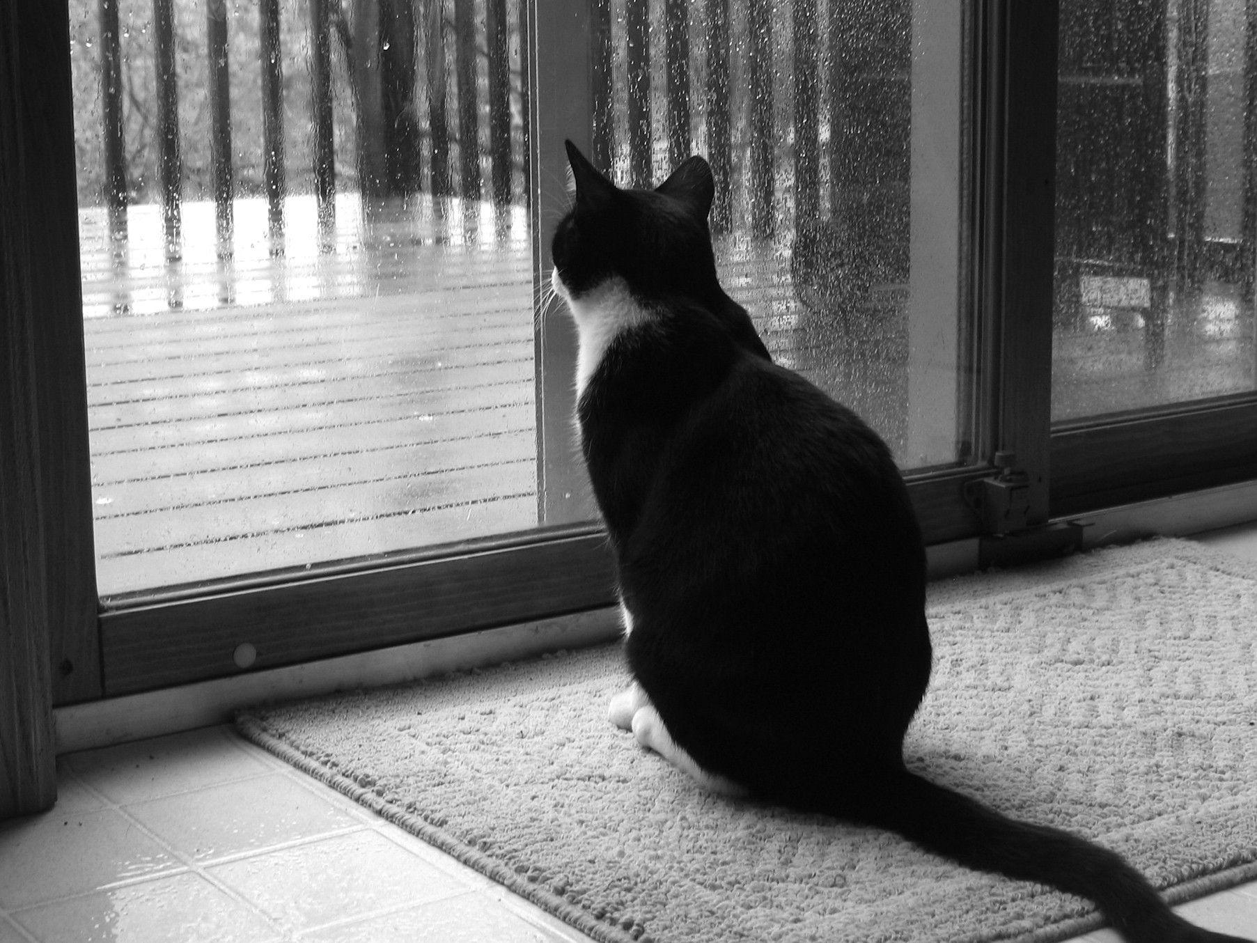 1805x1354 Black, And, White, HD Cat Wallpaper, Widescreen Pussycats