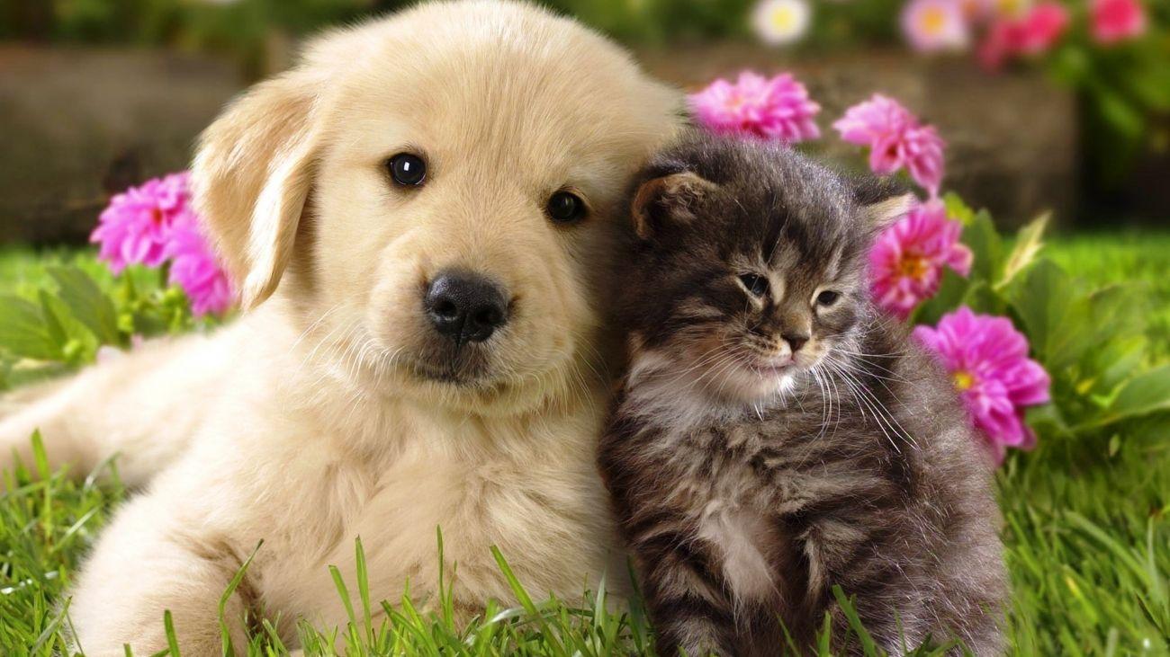 Cat and Dog Desktop Wallpapers - Top Free Cat and Dog Desktop ...
