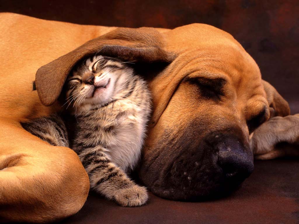 Cute Cats and Dogs Wallpapers on WallpaperDog