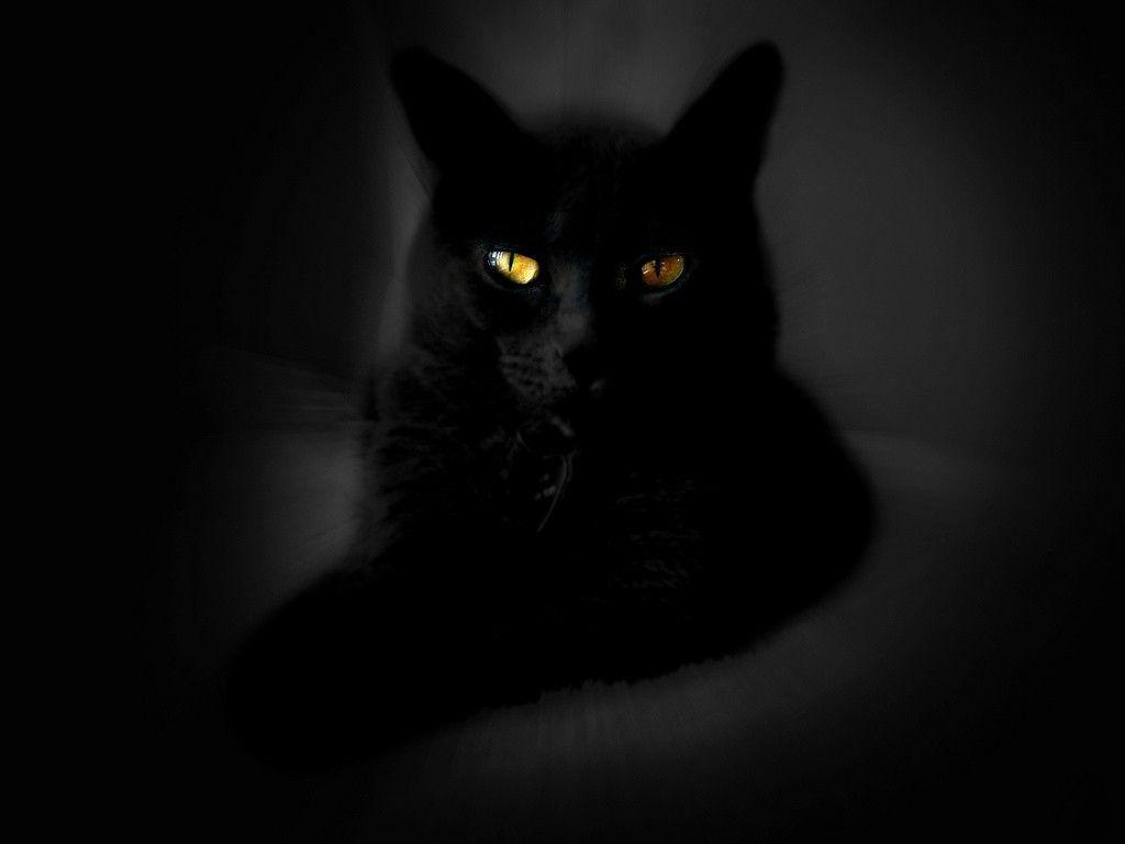 1024x768 Black Cat Wallpaper