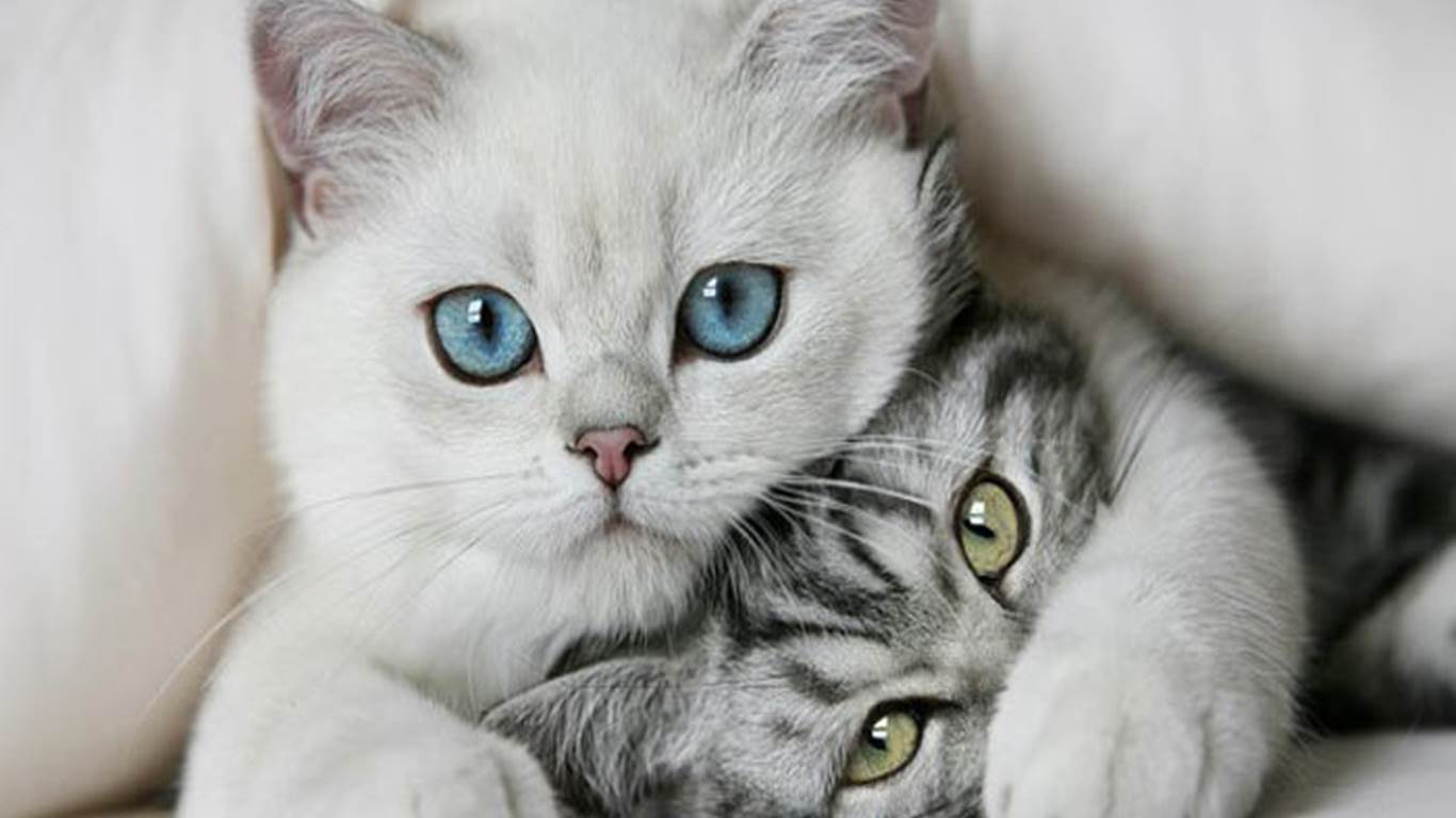 577406 1920x1080 cat pc wallpaper free - Rare Gallery HD Wallpapers